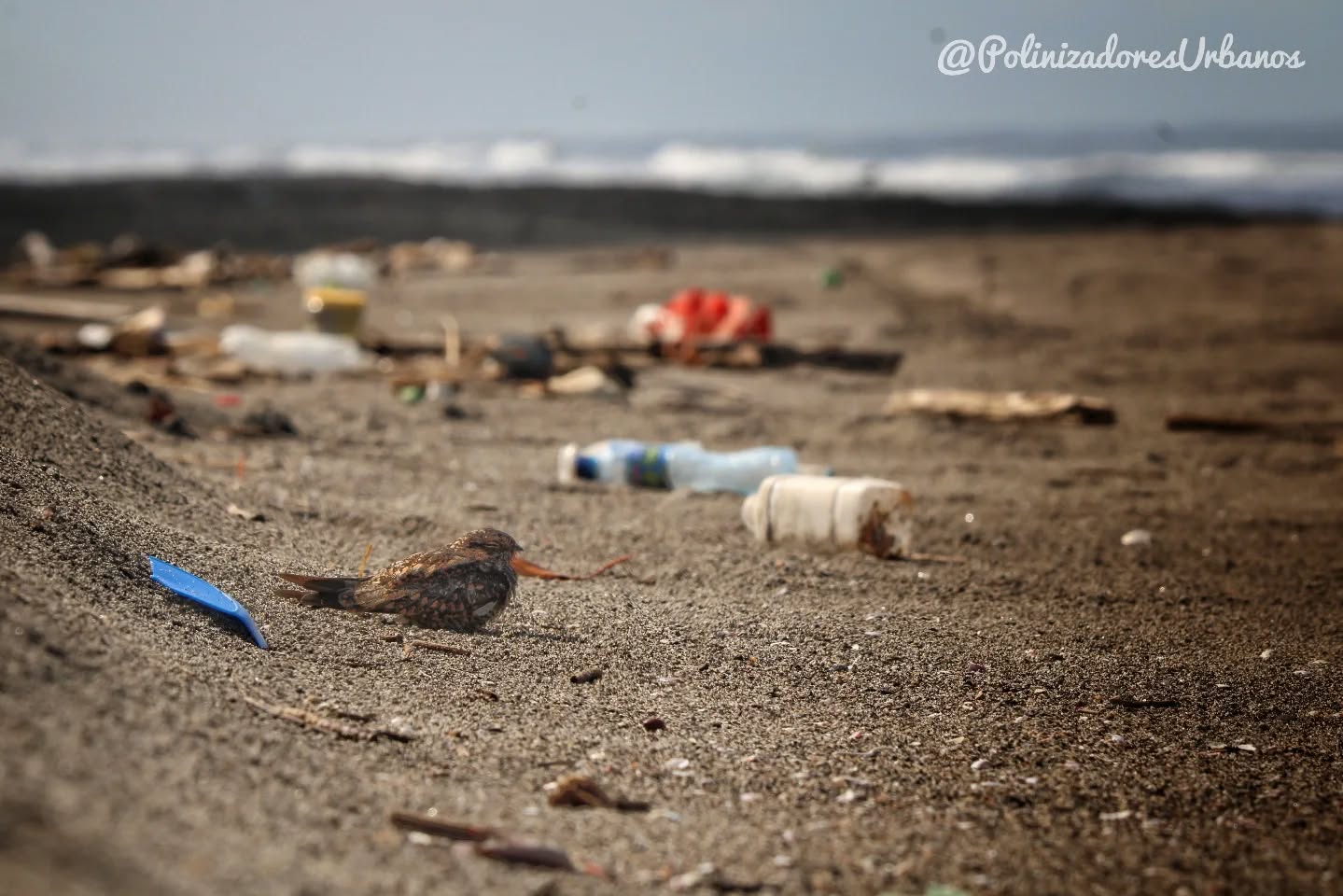 Esto es playa linda en Chiapas
De mis primeras memorias fue ver a las aves playeras, intentar atrapar a los cangrejos... Pero mas que nada toda la basura.
Tengo 19 años y nunca he visto playa linda limpia, botellas, sandalias, agujas y todo el plástico que te puedas imaginar.
Han existido esfuerzos de limpieza de playas pero ultimadamente la causa del problema se encuentra desde los ríos contaminados de Tapachula y toda nuestra basura que termina en la playa.
Sueño con que algun día tanto yo como las aves playeras podamos ver una playa linda sin basura.
#educacionambiental #aves #biodiversidad #contaminacion