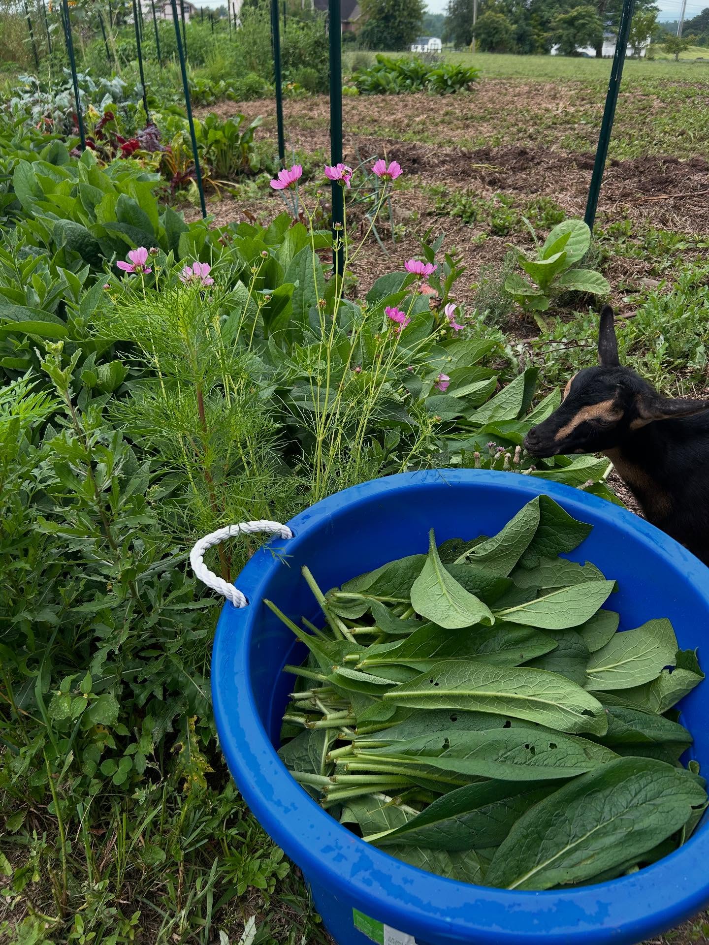 🌱💦FPJ (Fermented Plant Juice) is used in solutions for seed & soil treatments and plant nutrition. Young shoots of healthy, vigorous plants are harvested before sunrise (to capture the auxins) and fermented with organic raw sugar for ~7 days. The sugar draws the juices out via osmosis and uses the plant’s own microbial set to do the fermenting.
OHN+FPJ+BRV= Seed Treatment & Maintenance
Solution
This is the base formula. Other inputs can be added depending on plant growth stage or application.
(OHN 1:1000) (FPJ 1:500) (BRV 1:500)
My FPJs are made with plants grown on my farm.
Comfrey FPJ is made from Bocking 14 comfrey.
APPLICATION:
1:500 or 8ml/gal in a foliar spray/soil drench
Apply once a week.