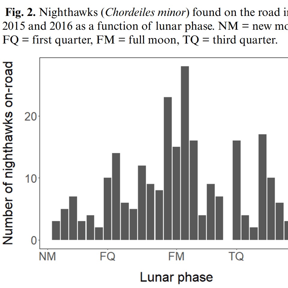 SUMMER CAPRIMULGID RESEARCH 2/6
Foley and Brigham contribute another piece to the growing mosaic of road use in nightjars and their allies – this time focusing on the North American Common Nighthawk (Chordeiles minor). The authors found no significant relationship between bird detections and vegetation height, density, or off-road roost availability. However, Nighthawks tended to stay close to forest edges and typically faced the centre of the road. Interestingly, lunar phase influenced road use, with increased illumination correlating with more likely presence of Nighthawks.
Check out the study here: https://doi.org/10.5751/ACE-02880-200124