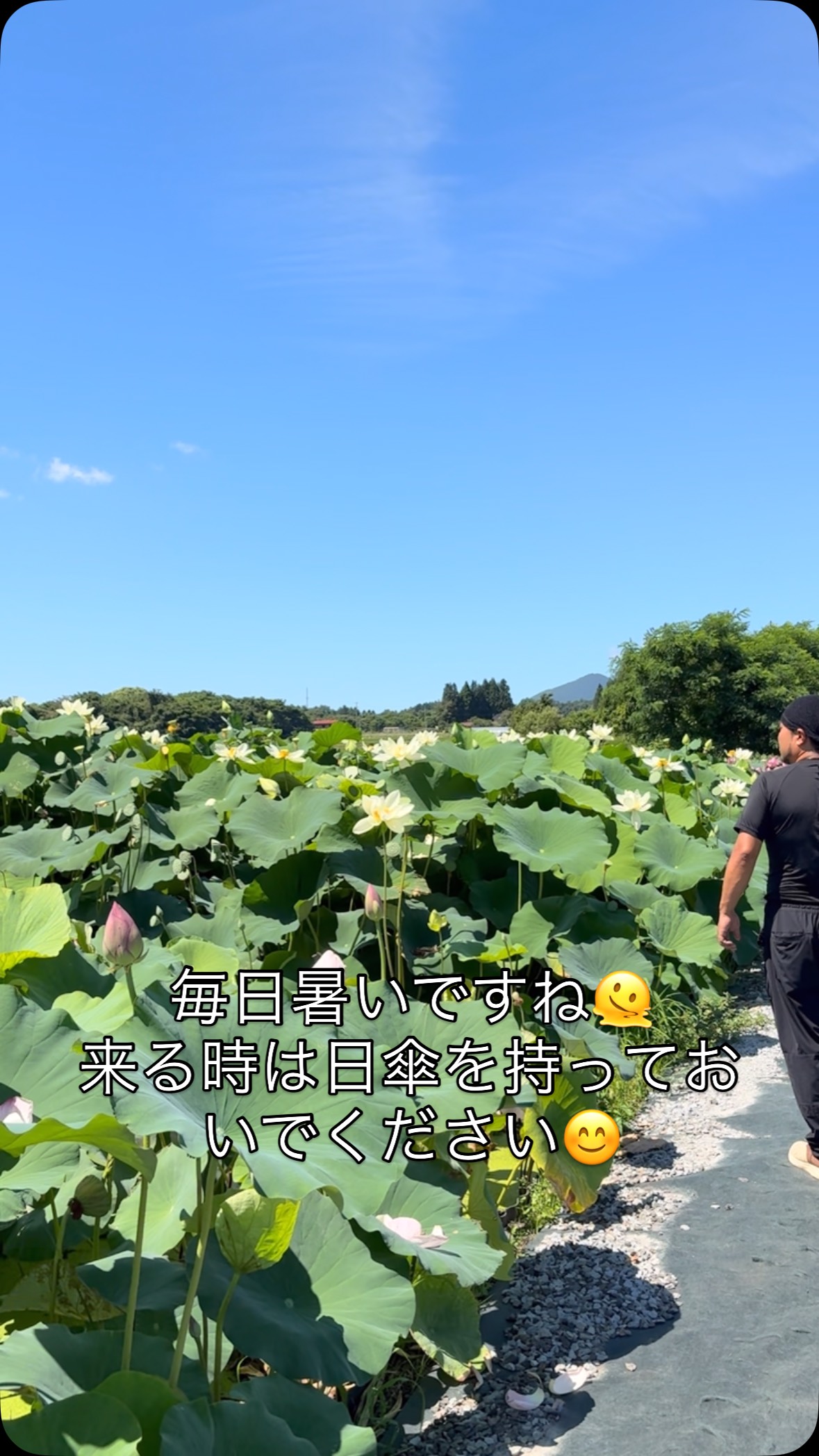 #蓮 #レインボーハス園 #遺品整理弘光 #生出 #コリーヌドゥガブリエル #双頭蓮 #盛岡市 #姫神山#生出湧水