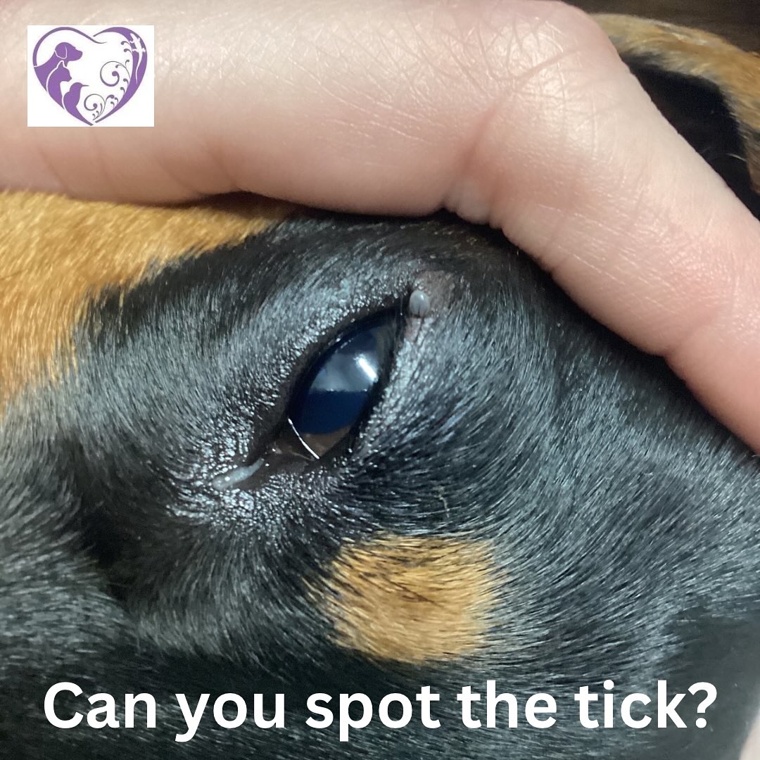 Gigi was in last week for desexing and we found a tick on her. Swipe to see where it attached. 80% of ticks will attach around the head and neck area, commonly under collars too. Ensure to check thoroughly and regularly during peak season, even when using preventative medications. Gigi was not symptomatic, thankfully. 🩷
#ticks #July #dacshund
