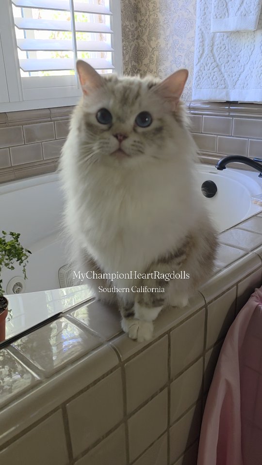 🚫No longer Available 🚫
My precious will be retired after nursing her current litter. If you or someone you know is interested in adopting a 6 year old ragdoll, email me. Anastasia is a seal torbie mitted. Very sweet girl. Fee to add up to cover vet/medical bills.
Anastasia will be spayed before being released. Have an exam, CBC, NexGard Combo, updated vaccines (rabies), and already has genetic test completed with negative/negative results.
Visit 🌐 MyChampionHeartRagdolls.com fill out the pre-application questionnaire. 📧 Email completed form to MyChampionHeartRagdolls@gmail.com
Thank you. Follow to keep track of kittens. ❤️
#tortieragdolls #torbieragdolls #sealtorbieragdolls