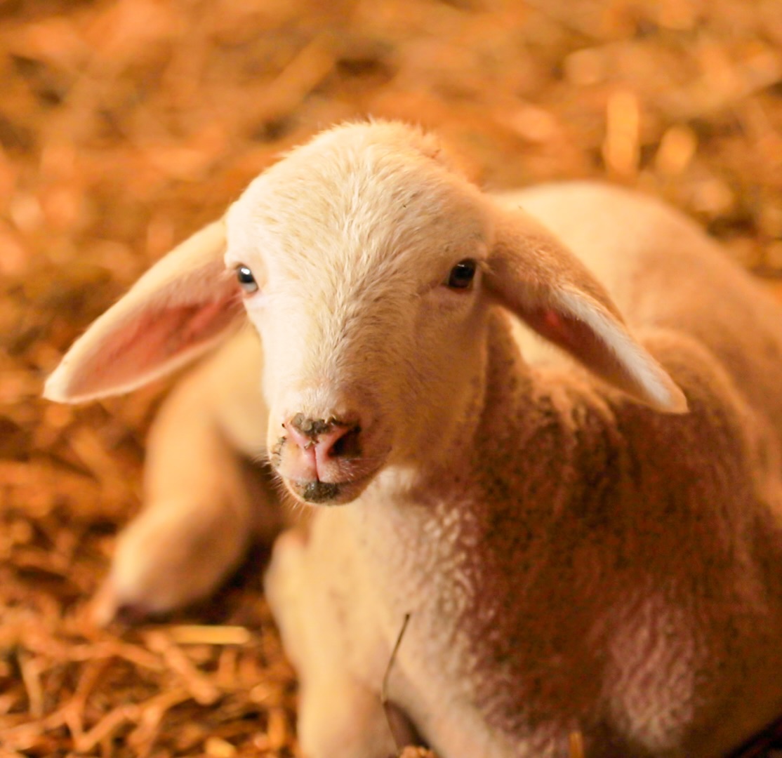 Comment ne pas craquer devant tant de beauté 😍🥲
Nos petites brebis se reposent… un instant suspendus et capturé pour vous souhaiter un bon week-end, aussi doux que cette photo.
#biochamps #biochampslaiterie #laiteriebio #brebis #madeinfrance #ariege #ariègepyrénées