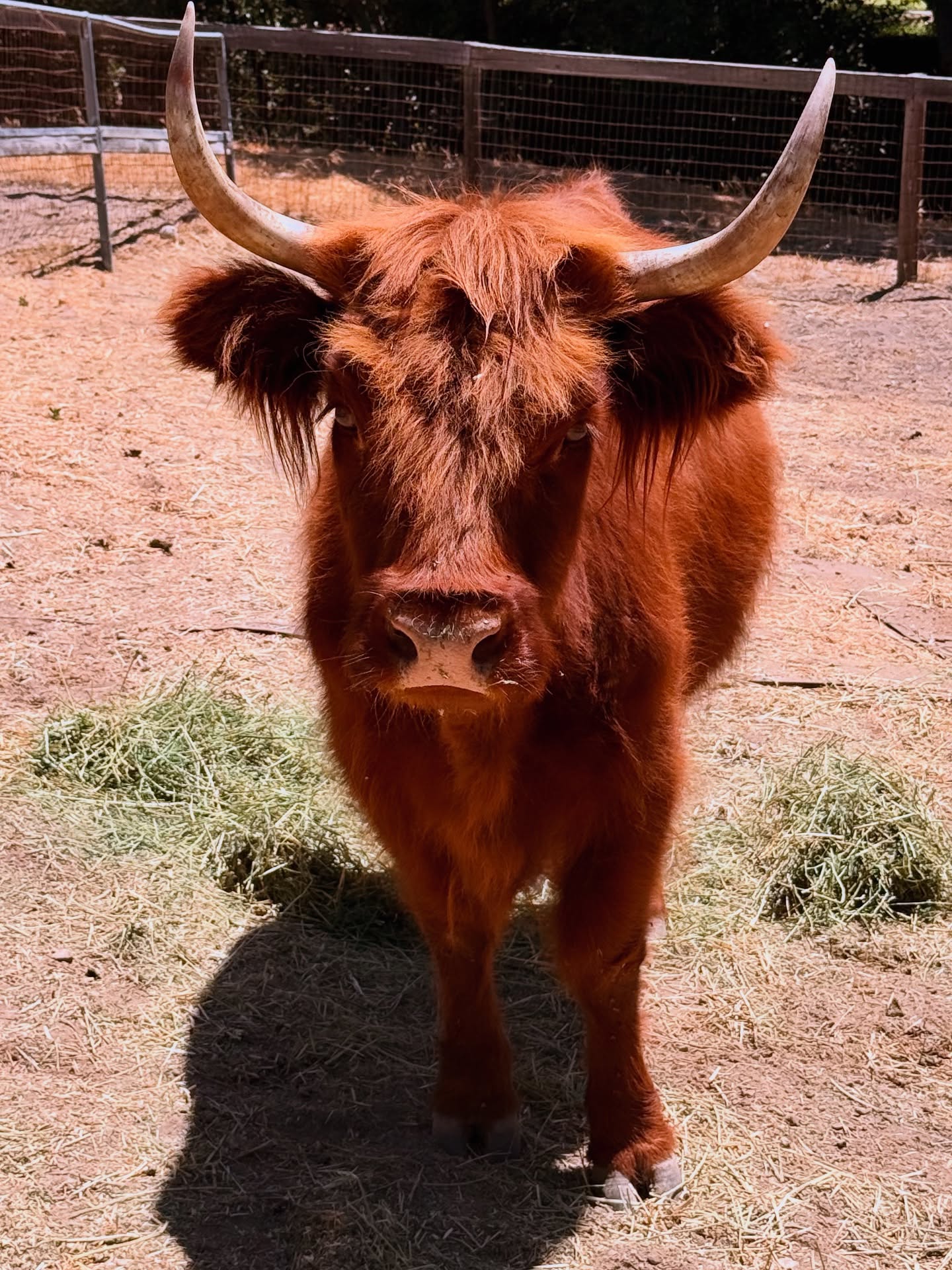 Meet Petunia! She was a bit of a happy accident when the original girl we wanted to purchase was injured. In her place, we were sent Petunia. She is hairy, small and cute as a button…we are expecting a calf from her in just a few short months!
