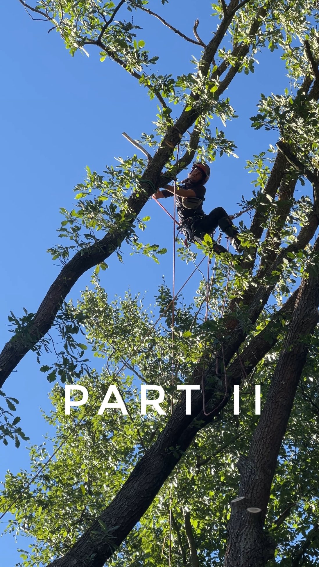 Sketchy Oak Removal – Part II
With everything set up and ready to go, we started brushing out the two oak trees and rigging some sections over the roof.
The day passed quickly, and before we knew it, only the top remained—hanging on the third oak. This was the trickiest part, knowing that with the final cut, the entire structure of trees would move together.
After a long, exhausting day, we decided to call it a day and return the next morning with fresh minds and rested bodies.
Follow us to see the final part 🪵💥
#treeremoval #arboristlife #treework #treecare #riggingworks #treeclimbing #stormdamage #berlin #baumpflege #roperunner #grcswinch #dmm #teufelberger #husqvarna #oaktree #sturmschäden #germany