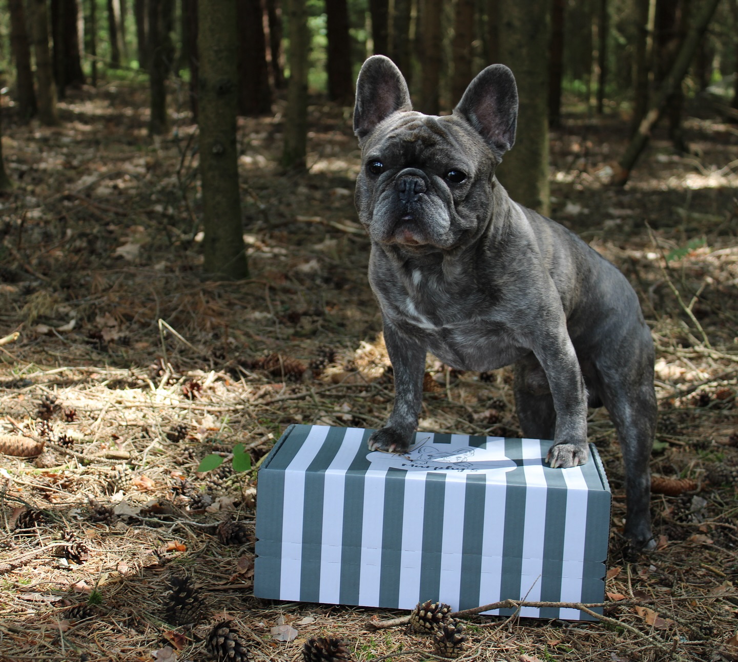 3…2…1…meins!
—————————————————————
www.murphysbox.de
—————————————————————
⠀⠀⠀⠀⠀⠀⠀⠀⠀⠀⠀⠀⠀⠀⠀⠀⠀
#organicdogstore #happydog #smallbusiness #love #hundeliebe #hundeglück #hundeladen #hundegeschenk #doglover #hundemama #hundemensch #dogstore #organic #dogs #ilovemydog #überraschungsbox #hundegeschenk #meinkleinerladen #dogtreat #smallbusinessowner