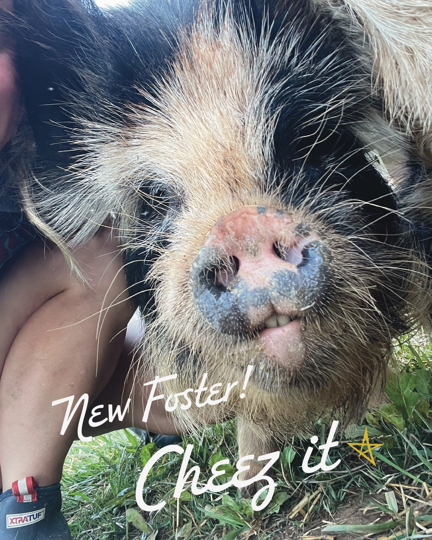 True to his name, Cheez-it is cheesing. Showing off that bottom tooth smile we have come to love 📸 1 of our 2 "loaner KuneKune" pigs. Their family loves them but has to move and needed a safe place for them to hang. Obviously, we couldn't say no to those teeth 🦷 #WSNC #dontshopadopt #StellasRescue #NC #farmlife #supportlocal #pig #kunekune #foster