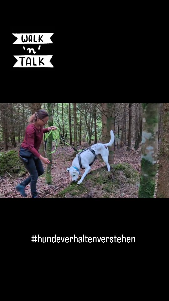 #codedoglove #socialwalk #hundeliebe #schweizmithund #fricktal #hochrhein #zurzibiet #hundesprache #hundseindürfen