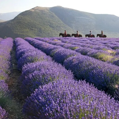 Provence, in the south of France, is a dream destination known for its lavender fields, sun-drenched landscapes, and charming villages.
Visitors can explore the historic city of Avignon, home to the stunning Palace of the Popes, or wander through the colorful streets of Aix-en-Provence.
The Luberon region offers breathtaking hilltop villages like Gordes and Roussillon, while the Verdon Gorge is perfect for outdoor adventures.
Food lovers can indulge in Provençal cuisine, with specialties like ratatouille, tapenade, and rosé wine.
Whether you're relaxing by the Mediterranean coast, hiking through vineyards, or experiencing a lively local market, Provence is a feast for the senses.
Discover many interesting hotels (with special perks for Travel Pass holders), hidden gems and the best restaurants in Provence soon at hotel.eu and directbookings.eu.
