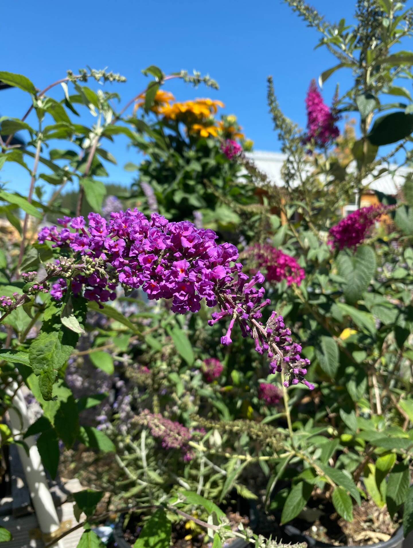Small photo dump of the newest delivery 🌸
Butterfly bush, cone flower, barberry, climbing roses, hostas, hyssops, snowball bush, some trees and others! Freshly rained on, these perennials are so ready to be planted 🤩
Open: Thursday-Monday// 9am-4pm