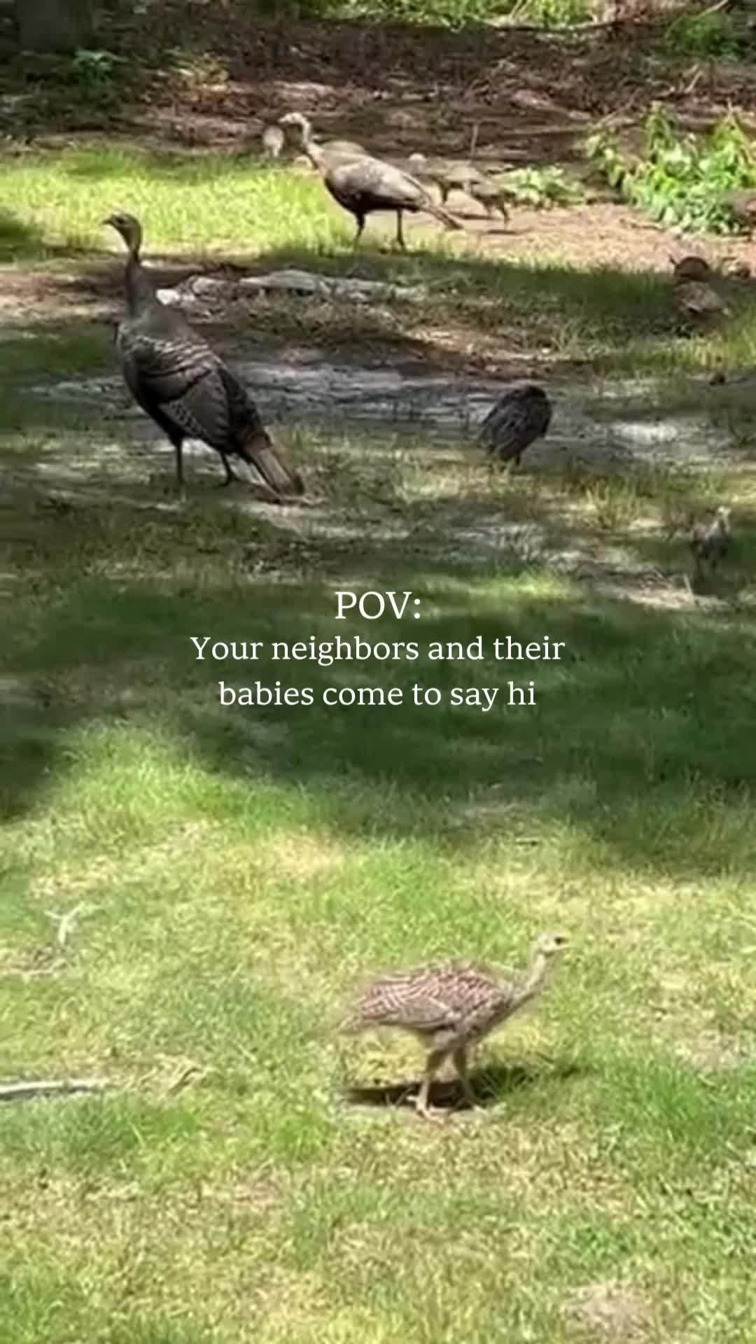 Our neighbors walking by for a morning hello. 🦃✨Ready for your own Cape Cod moments? 🌊 Book your stay today
#CapeCod #YarmouthMA #CapeCodVacation #CabinLife #NatureMoments #YarmouthCountryCabins #CapeCodGetaway #FamilyTravel #CapeEscape #NewEnglandSummer