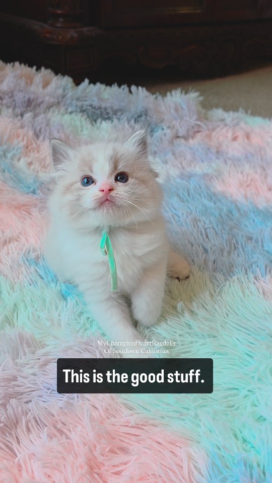 🚫No longer Available 🚫
Mango’s Litter. Litter of 5. In video two bicolors, a red and a seal lynx.
Born 06.06.25. Estimated spay/neuter surgery date Sep 20th at 16 weeks of age. Ready to go home after healing from surgery.
Currently a waitlist to reserve your spot to pick one of these precious furballs. Families pick in the order they join the list, when kittens are 10 weeks old.
Find pre-application questionnaire on my website 🌐 MyChampionHeartRagdolls.com.
Email your completed questionnaire at 📧 MyChampionHeartRagdolls@gmail.com.
We are 📍 located in Southern California.
Kitten's parents:
MyChampionHeart Mango & Ch. Diamonddoll Alexander the Great.
#sealbicolorlynxragdoll #seallynxragdollkitten #2025ragdollkittens #Californiaragdollbreeder