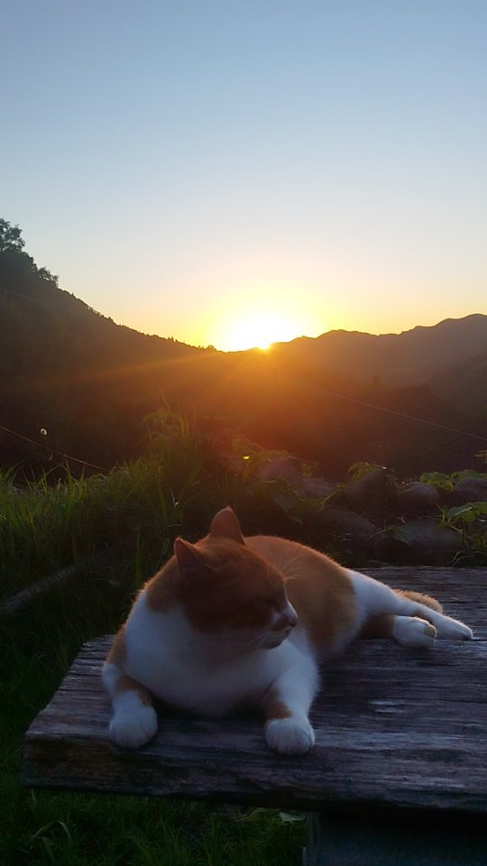 Kojirō, lost in the golden hour.
Just a cat… or maybe a philosopher watching the sunset.
#goldenhourcat
#sunsetthought
#felinephilosopher
#eveningstillness