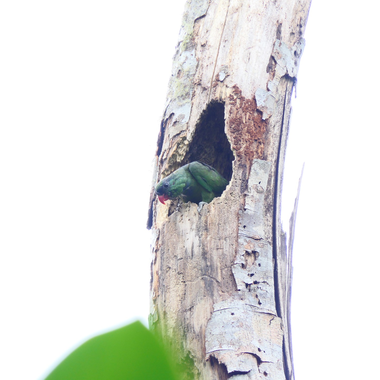 Currently a pair of Red-billed Parrots (Pionus sordidus) is breeding in a hollow tree just outside of the Santa Lucía Ecolodge.
The parrots here rely on the abandonded woodpecker holes for their nests.