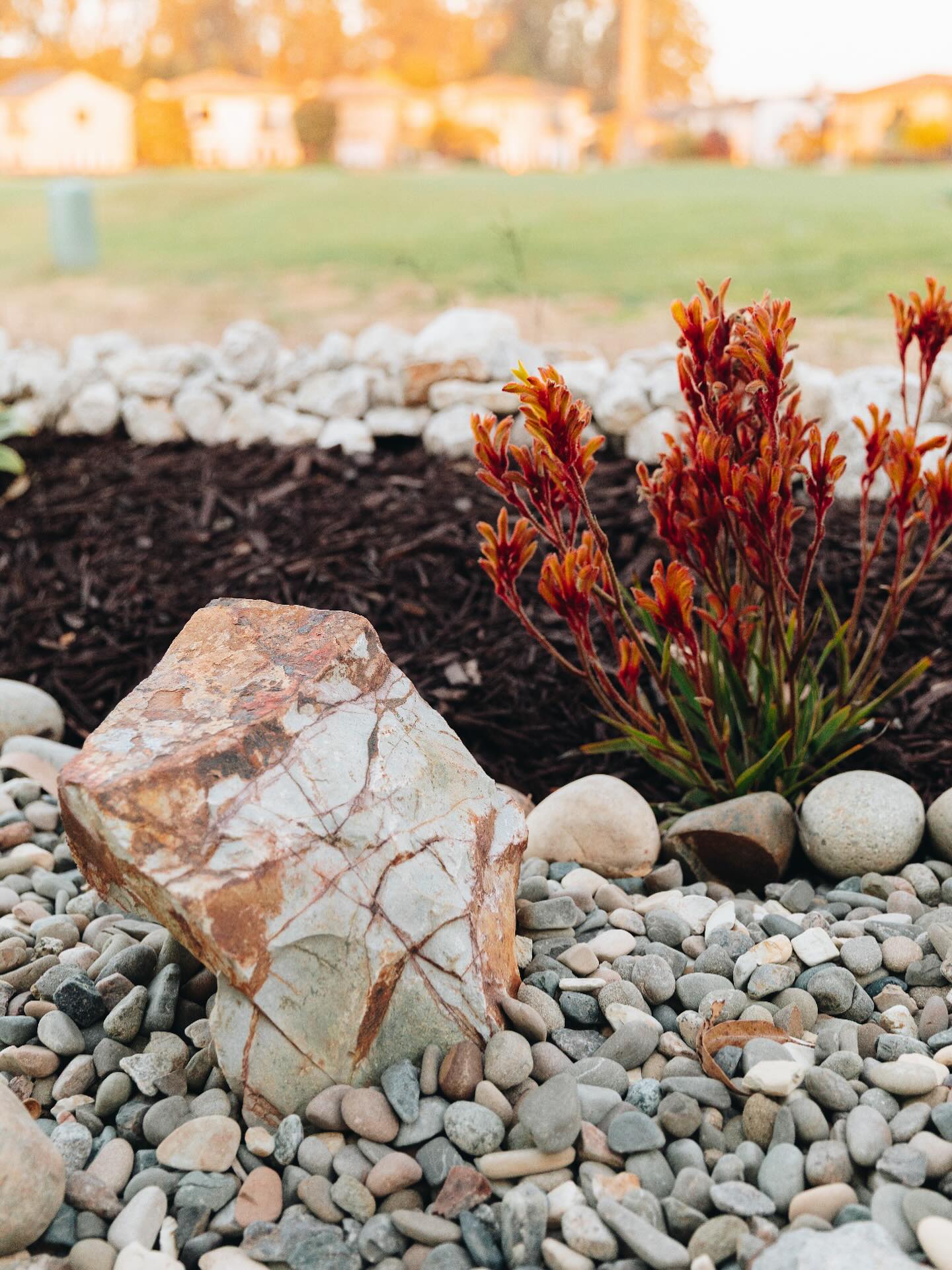 Autumn boulder in dry river bed with a kangaroo paw looking stunning
.
.
.
.
.
.
#art #FamilyOwned #harttoheartlandscaping
#plants #centralcoast #landscaping