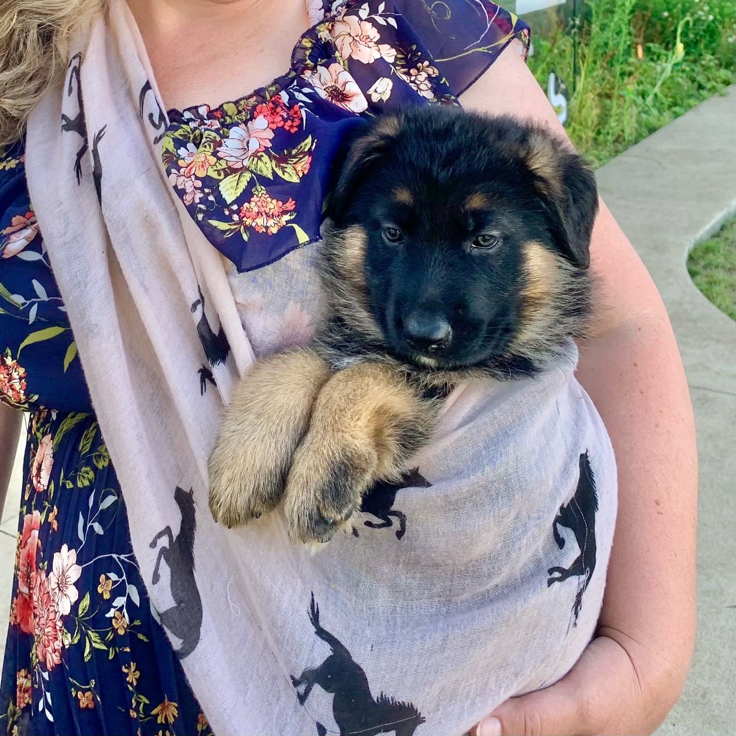 Blue collar boy got to meet the goats and the horses yesterday while in the baby sling. (Maybe one of the cutest things ever)
