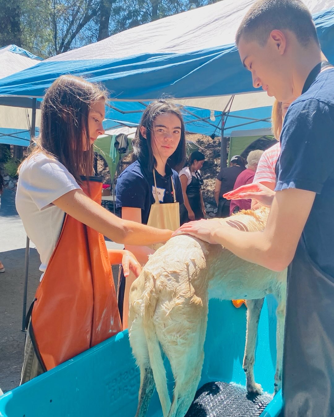 FastFriends dog wash