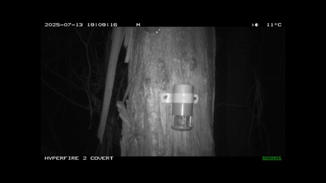 In wonderful news, a Feathertail Glider, the smallest glider in the world, has been caught on camera on the Co-op. They are distinguished by their feather-like tail fringed with long stiff hairs, which acts as a rudder during flight and they feed on pollen, nectar and insects.
(Video has been slowed)