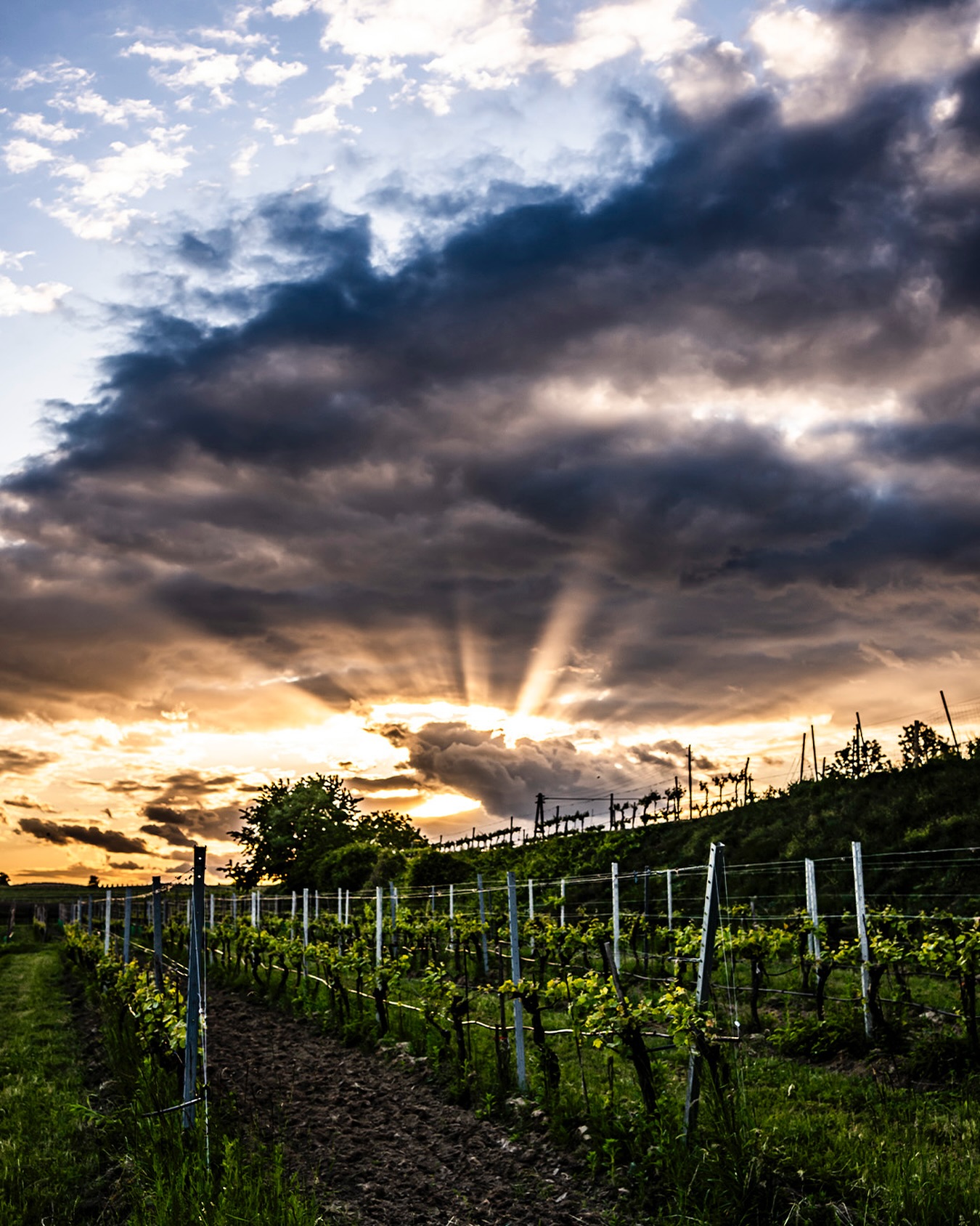Dramatische Momente am Seeberg! 🙄 Aber wieder einmal gut gegangen…. Nur viel Wasser und kein Hagel! #wetterglück #weather #kamptal #langenlois #austrianwine #niederöstereich #austria #österreich
