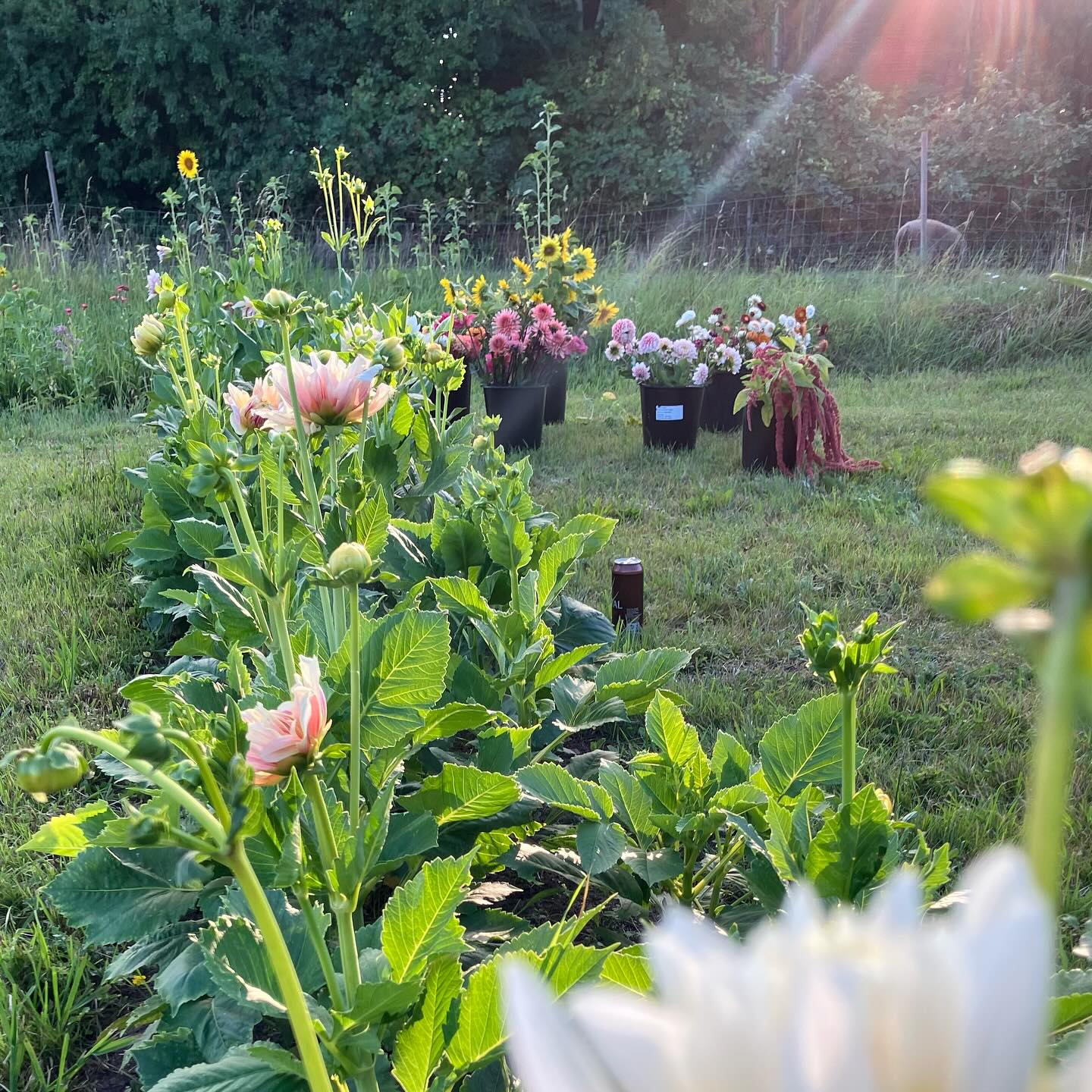 Så blev det 1. August og Dahlia-sæsonen er i gang 🥳😍🌞🌸💕😎
De står virkelig godt i år, det nye stykke ligger perfekt i sol og læ, og dem af de nye varianter vi har set er såå smukke.
Nogle blomstrer livligt allerede, andre står med knopper stadig, og der er for én gangs skyld intet hastværk med at nå noget som helst 😎
Nu er tiden til at hænge ud ved bord-bænke sættet 🍺🍺 måske starte langsomt op efter ferien, komme i tanke om at sommeren stadig er lang, og plukke masser af 🌻🌼🌸🌼🌸🌸🌸