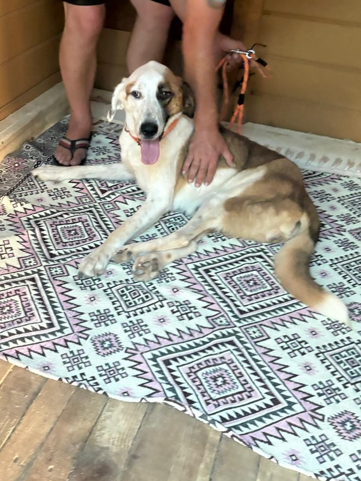 CINDY’S JOURNEY DELAYED - SHE STILL NEEDS YOUR HELP
Sadly, Cindy missed her freedom transport to the UK 😔 for two reasons — her foster home pulled out, and we’re still far from reaching the funds needed to cover her transport from Turkey.
She will remain at her boarding facility for now, but we’re determined to get her here where she can finally have the loving home she deserves.
Here’s how you can help Cindy:
🔸 Help us find a new FOSTER HOME by sharing her posts
🔸 DONATE towards her transport fundraiser using the link in our bio
🔸 SPONSOR her boarding in Turkey via our PayPal link — it costs £100 per month
It takes more than compassion to save lives — it also takes funding. We can’t do this without you. Please consider donating to help give Cindy the future she’s waiting for.
.
.
.
.
.
#helpstreetcatsanddogs #dogs #rescuedog #rescuedogs #streetdog #straydog
#dogrescue #helpstraydogs #animalrescueuk #fosteringsaveslives #rescuejourney
#dogsofturkey #adoptdontshop #ukdogrescue #transportfundraiser #sponsoradog #freedomflight #supportrescuework #straydoglove #rescuedoguk #paypaldonation #cindy #sponsor #fosterhomeneeded #donate