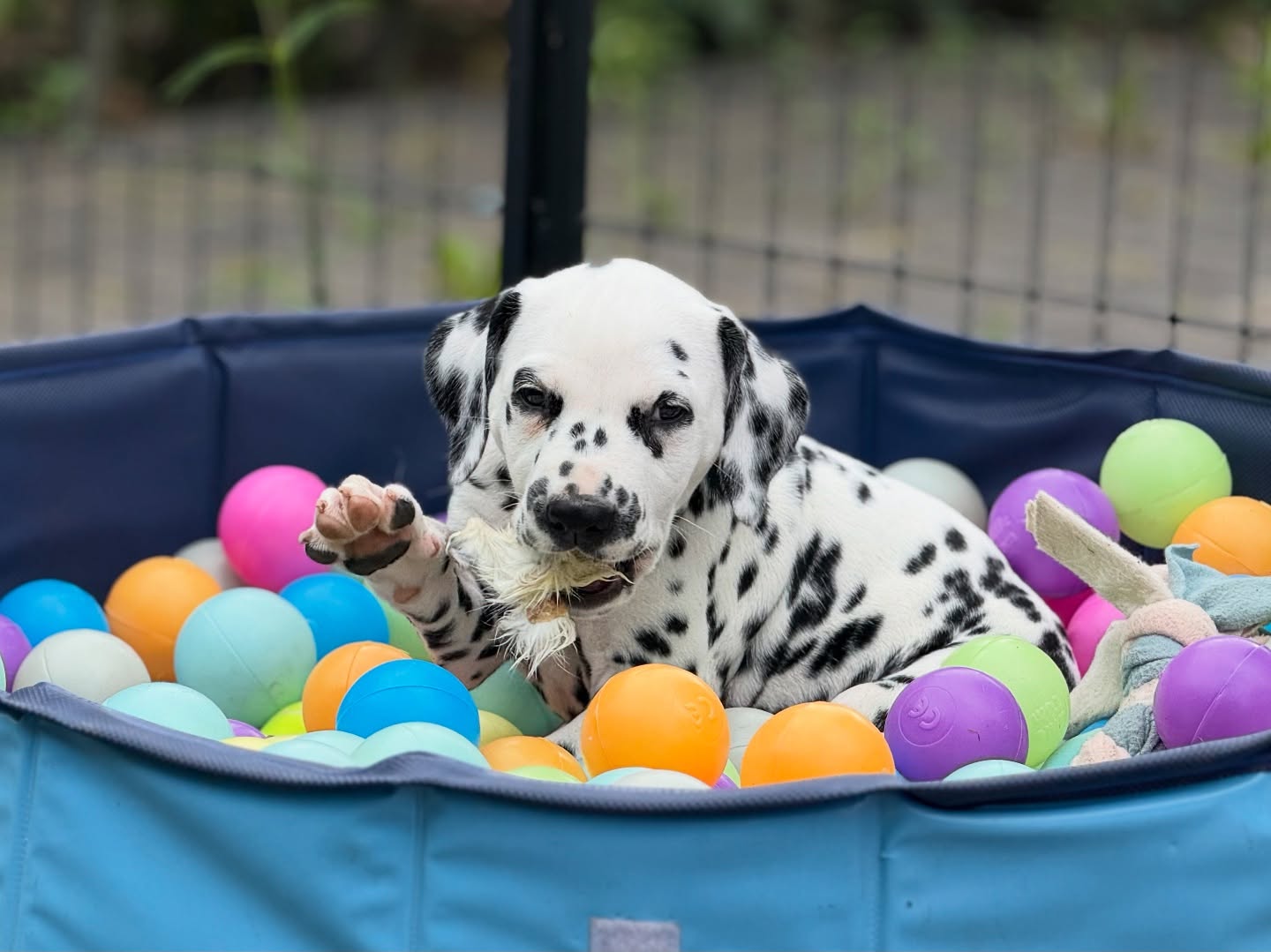 Hiii! Ik ben lekker in de ballenbak een konijnenoor aan het eten😋🐰