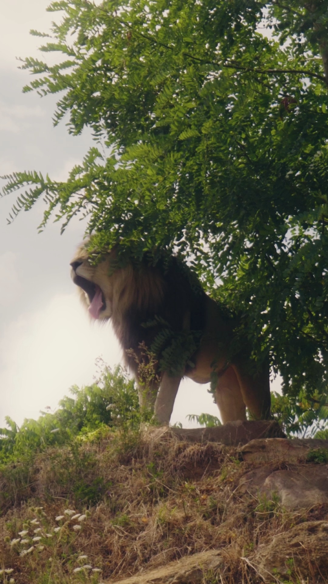 Bioparc de Doué-La-Fontaine, consacré à la protection des espèces menacées. 🦁
@bioparcdedoue