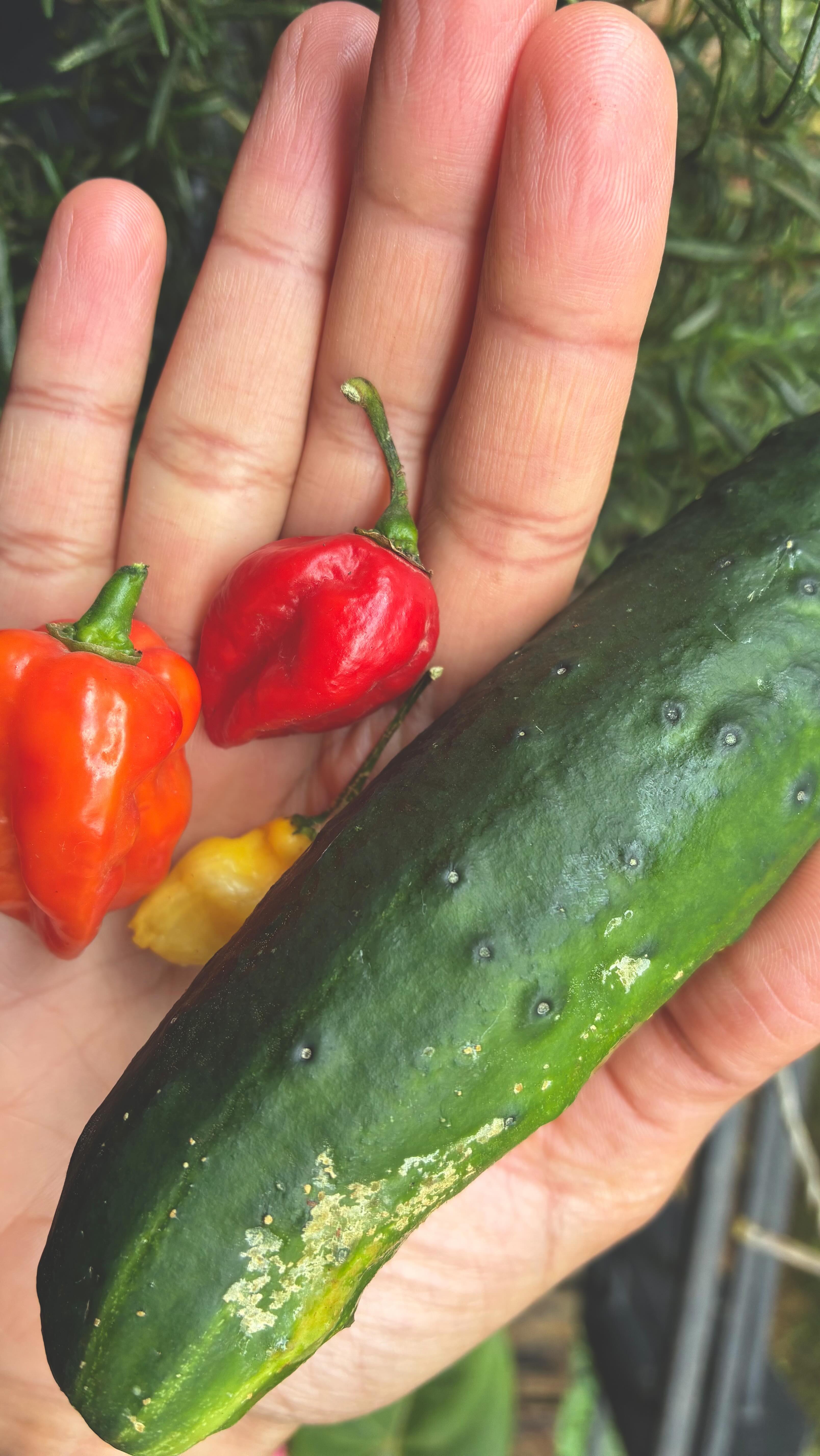 It’s so good to be back at work and see our garden thriving this season🐞. We have been enjoying wild amounts of cucumber, chili, celery, and parsley, and we’re harvesting huge amounts of rucola! It’s amazing to see how much has come up over the past 8 weeks, even while we were away. I added support and cleared all@of the containers to make room for new ones, topped up the containers with fresh compost and soil, and re-mulched all the containers for an extra boost 🌱🌾🌿🐝🪻💦😌