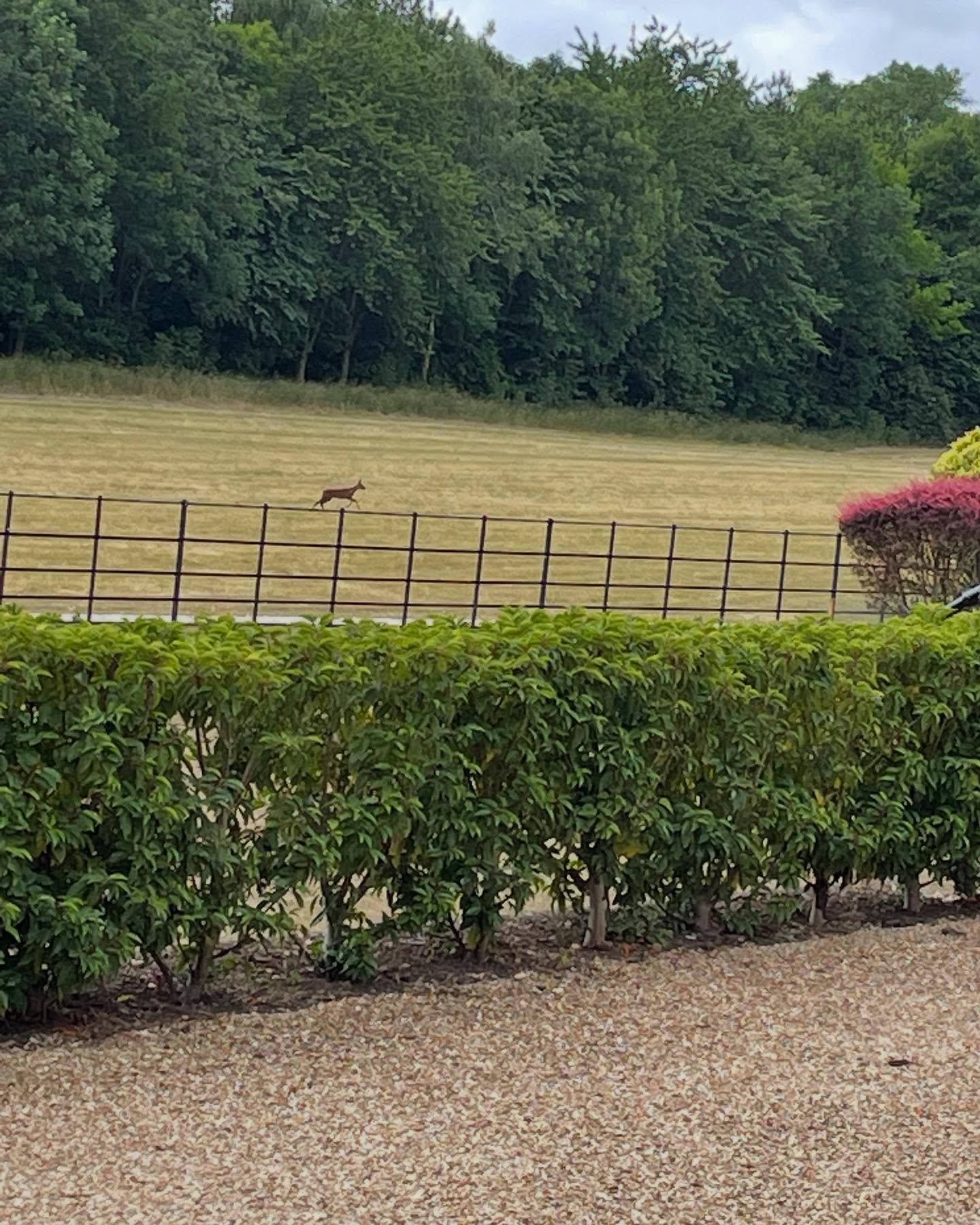 A visitor outside the house! #lincolshireholiday #lincolnshirewildlife #holidayletlincolnshire