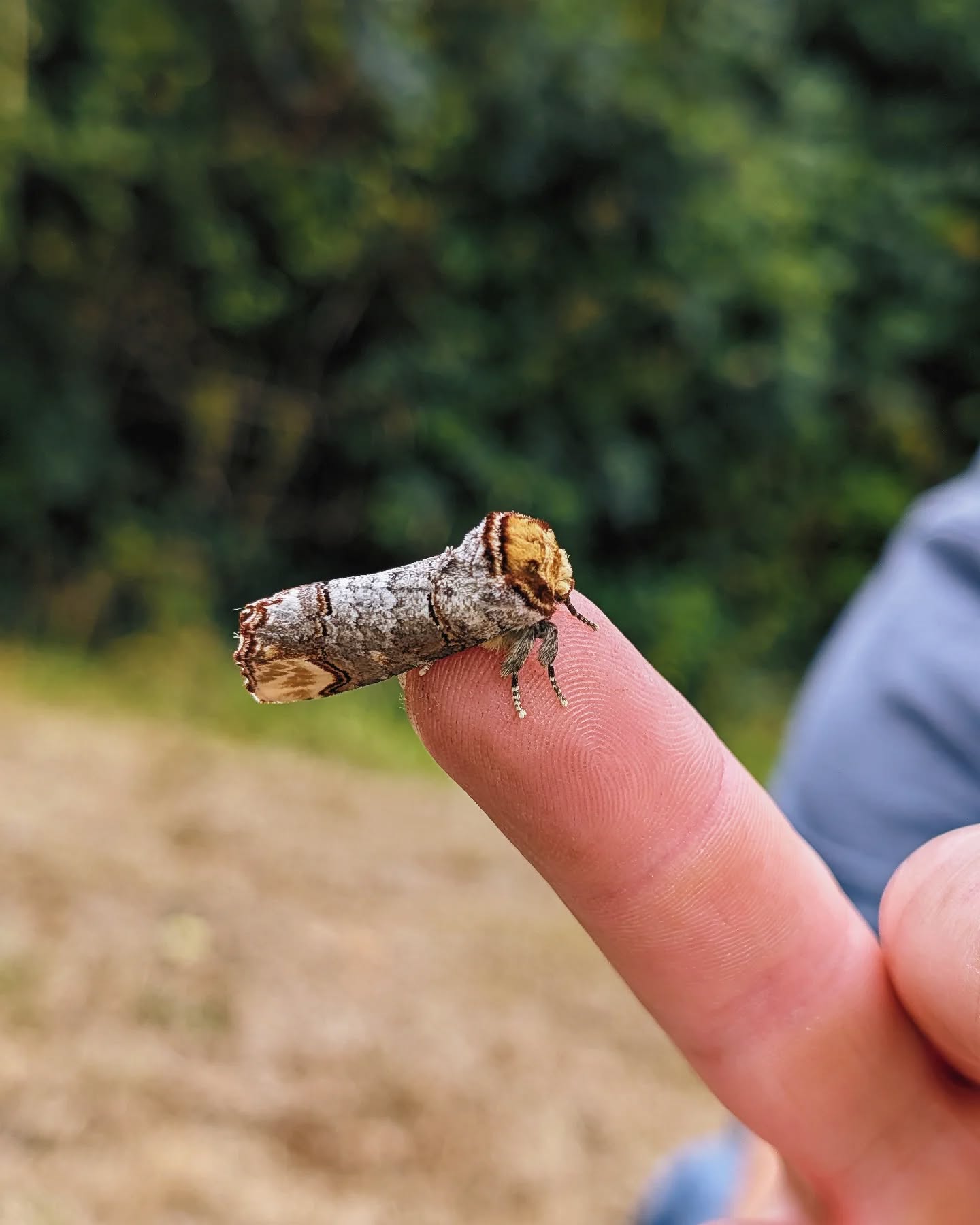 Birch twig or buff-tip moth? We see some pretty incredible butterflies and moths out here, but this guy definitely wins the 'best camouflage' award!
#bufftipmoth #moths #nature #exmoornationalpark #exmoor #camping #campsitesuk