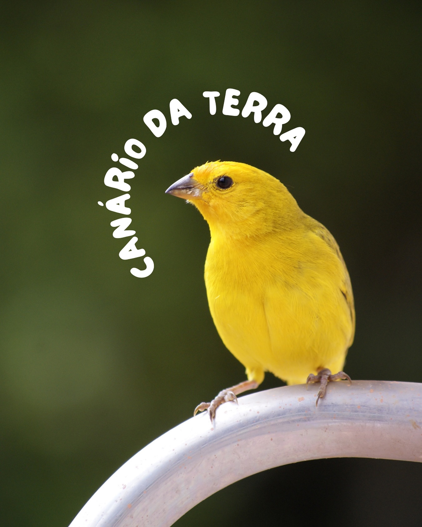 Canário-da-Terra: Pequeno no Tamanho, Grande na Personalidade
O Canário-da-Terra (Sicalis flaveola) é um dos pássaros mais icônicos do Brasil, conhecido por sua coloração vibrante e seu canto forte e melodioso. Com uma personalidade territorial e cheia de energia, essa pequena ave encanta os amantes da natureza e da ornitologia.
💡 Curiosidades sobre o Canário-da-Terra:
✔ Canto potente e diferenciado 🎶
– Machos são conhecidos por seu canto forte e competitivo, usado para marcar território e atrair fêmeas.
✔ Alimentação variada 🌾 Na natureza, se alimentam de sementes, pequenos insetos e brotos.
✔ Personalidade territorial ⚔ Durante a época de reprodução, machos podem se tornar mais
agressivos na defesa de seu espaço.
Na Petplace, realizamos consultas especializadas para Canários-da-Terra e outras aves silvestres! Nosso time de veterinários oferece atendimento completo, orientando sobre nutrição, bem-estar e prevenção de doenças para garantir que seu pássaro viva com saúde e qualidade de vida.
Para saber mais, entre em contato
