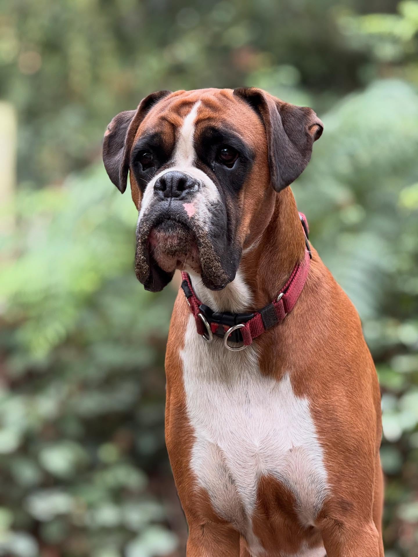 Let’s talk grass seeds 🌾
Although grass seed looks harmless for our furry friends, once attached to your dogs coat it can penetrate the skin and enter their body. Most commonly found in the paw pads, nose and ears. This can lead to infections, abscesses, swelling and pain along with expensive vet bills!
Ways to protect your pup 🐶
- keep coat trimmed ✂️
- Check daily after walks 🚶
- Avoid overgrown areas on walks 🌿