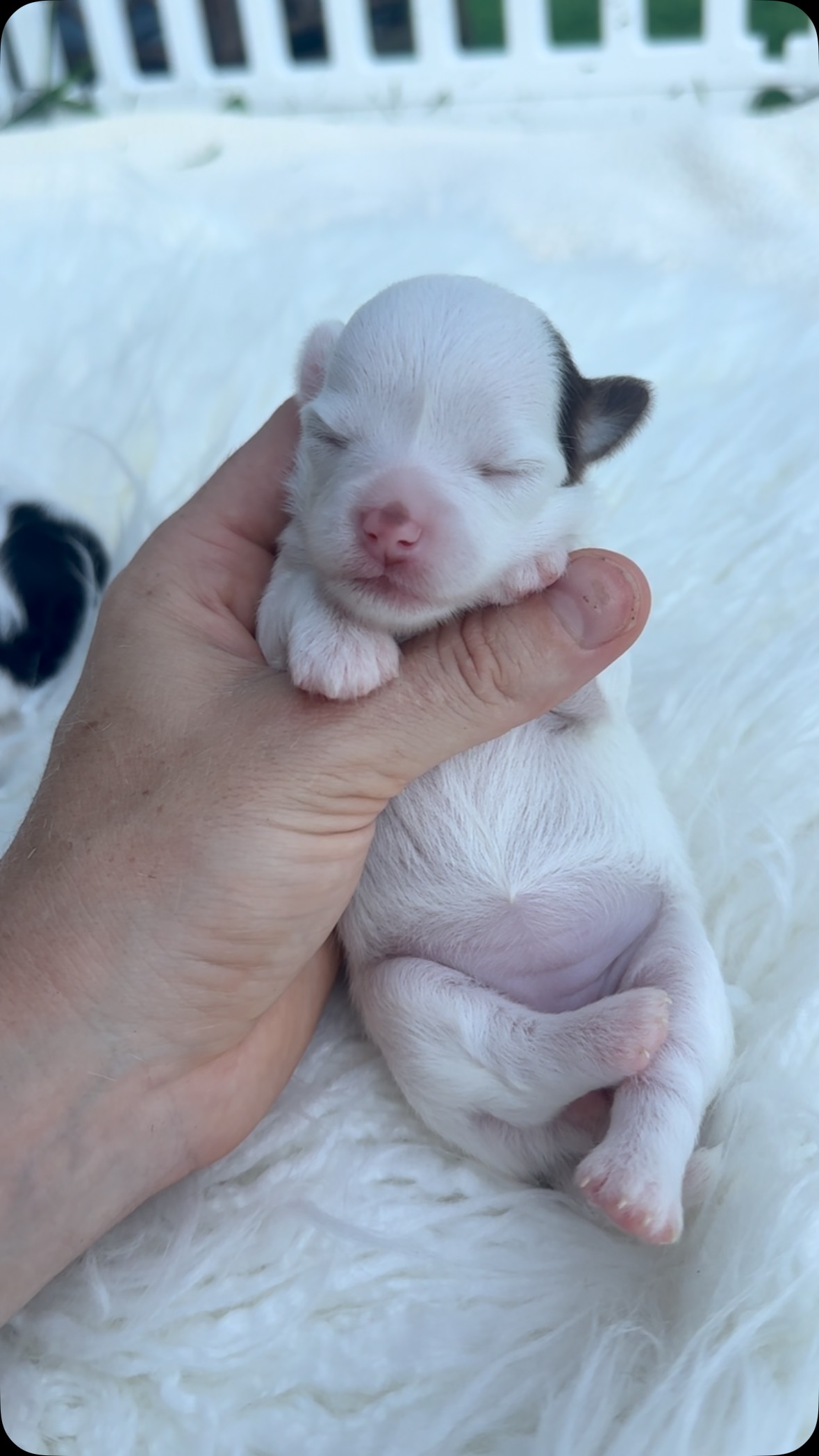 soaking her in 🥹💕💕💕 #chihuahua #fyp #cute #puppy #fuzzy #trending