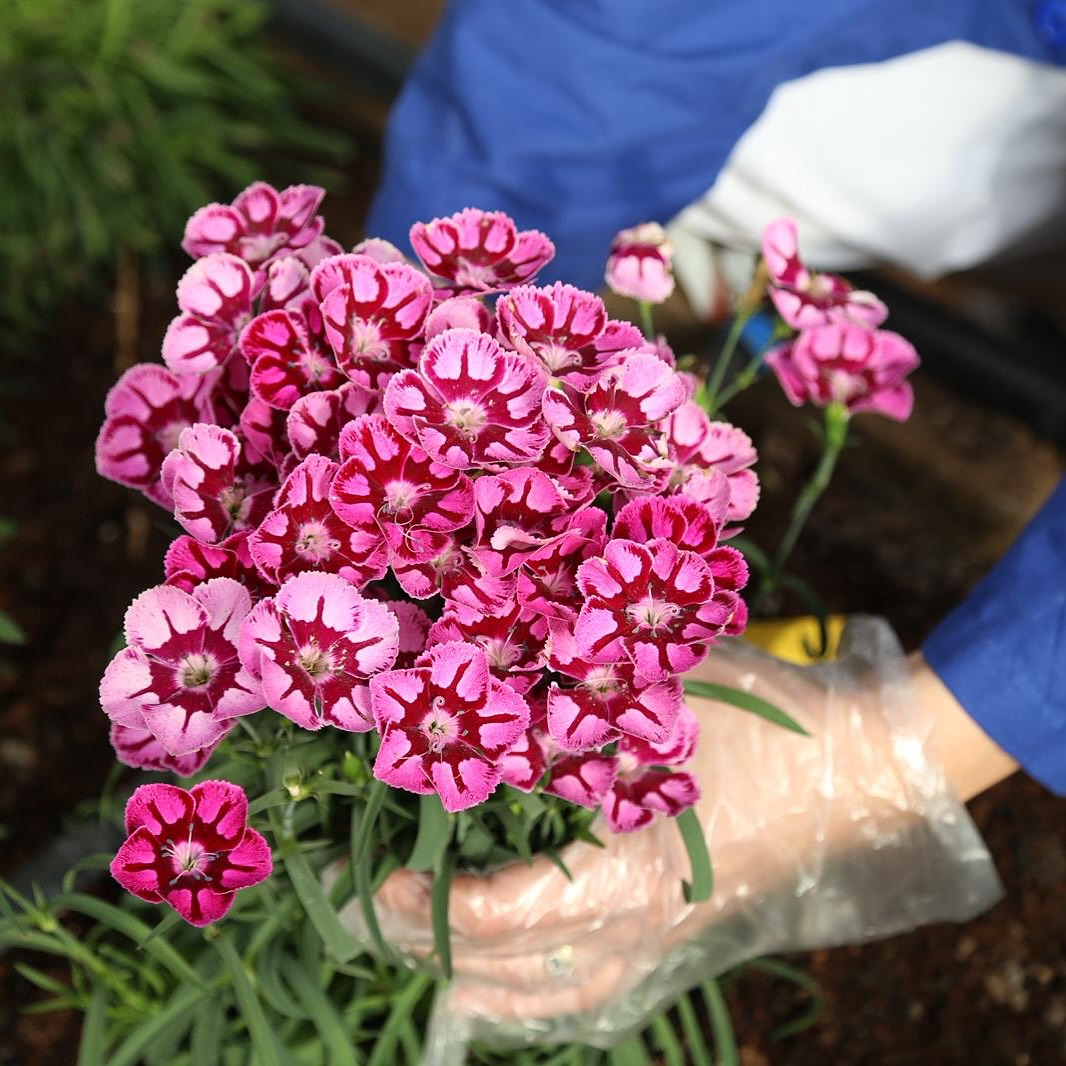 Super spray - new types