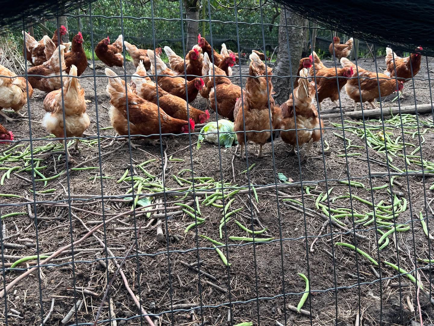De kippen genieten heerlijk van de overgebleven groenten van @landwinkelboererik 🥦🫛 op deze manier hoeft er niks weggegooid te worden!