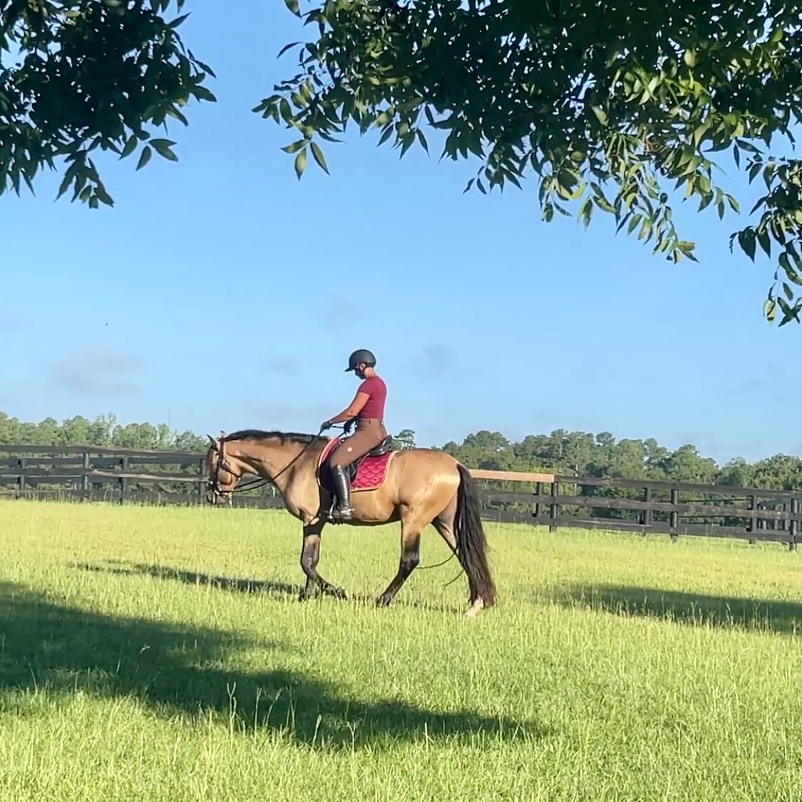 Development of a young dressage horse looks different depending on who you ask. Why? There are so many components to it that there really is no simple “answer”.
Do you have an open timeline with no pressure to rush the process? Or are there outside forces that push you towards a quicker timeline? Clients who want their horse at a certain level by a certain date, pressure to sell faster due to financial hardship, a personal or family tragedy that leaves you with no mental space to take the time and you just need the horse moved on…
In a perfect world we all would be able to facilitate the time and endless patience needed to develop a young horse, but if there’s one thing that life has taught me, it’s that there is no such thing as perfect and ideal… shit happens!
While I am always an advocate for the horse, as many of you know I am also an advocate for people.
And so we can preach about what is ideal all day long, but if at the end of the day we do not accept and acknowledge the failures in being human, we will feel like we are trying to dig our way out of the sand pit, one little grain of sand at a time.
Yea education is important and access to information is important, but how do we directly help those who have these outside forces that influence how they develop horses? How do we tweak the industry so that pressure doesn’t feel so dire? Bc, let’s be real, if you are a full time trainer, you know that all it could take is a tipping point on the scale, one little grain of sand, that could change your life and business forever. Whether it be a serious injury, a stupid mistake bc you are burnt out, not being in the right headspace and losing a client over it, often times it just takes that one thing for everything that you worked so hard for to come crashing down.
So on top of talking about young horse development and the importance of a strong foundation, let’s also talk about how we can positively influence the industry so more and more professionals can make different choices in how they work a horse through that development.
Let’s hear it!