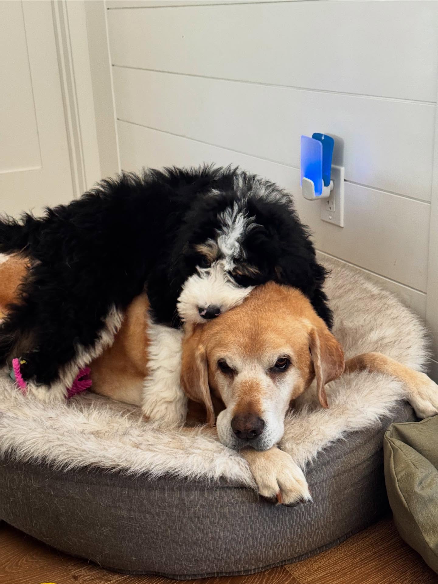 Beau has melted onto his brother Powers 😂. I think it’s safe to say he loves him. Isn’t this the cutest thing ever? He’s Melted right into the family like he’s always belonged 🐶💛. Moments like this are why we do what we do. Watching our puppies thrive in homes where they’re so loved is truly one of our greatest joys.
