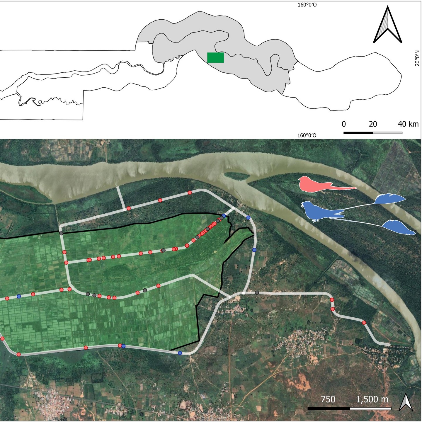 SUMMER CAPRIMULGID RESEARCH 1/6
Although it’s field season for most goatsucker researchers in the Northern Hemisphere, fresh nightjar papers continue to emerge!
In a short communication published in Ecology and Evolution, García-Carrasco et al. investigate habitat use in rice fields by two iconic Afrotropical nightjars: the Long-tailed Nightjar (Caprimulgus climacurus) and the Standard-winged Nightjar (C. longipennis) in The Gambia. By surveying transects across the vast fields, they discovered that these two species generally avoid close proximity when foraging. The less abundant Standard-winged Nightjars tend to favour the outer edges of the fields, while the more common Long-tailed Nightjars prefer the inner roads within the fields.
Read the full nature note here: https://doi.org/10.1002/ece3.71656