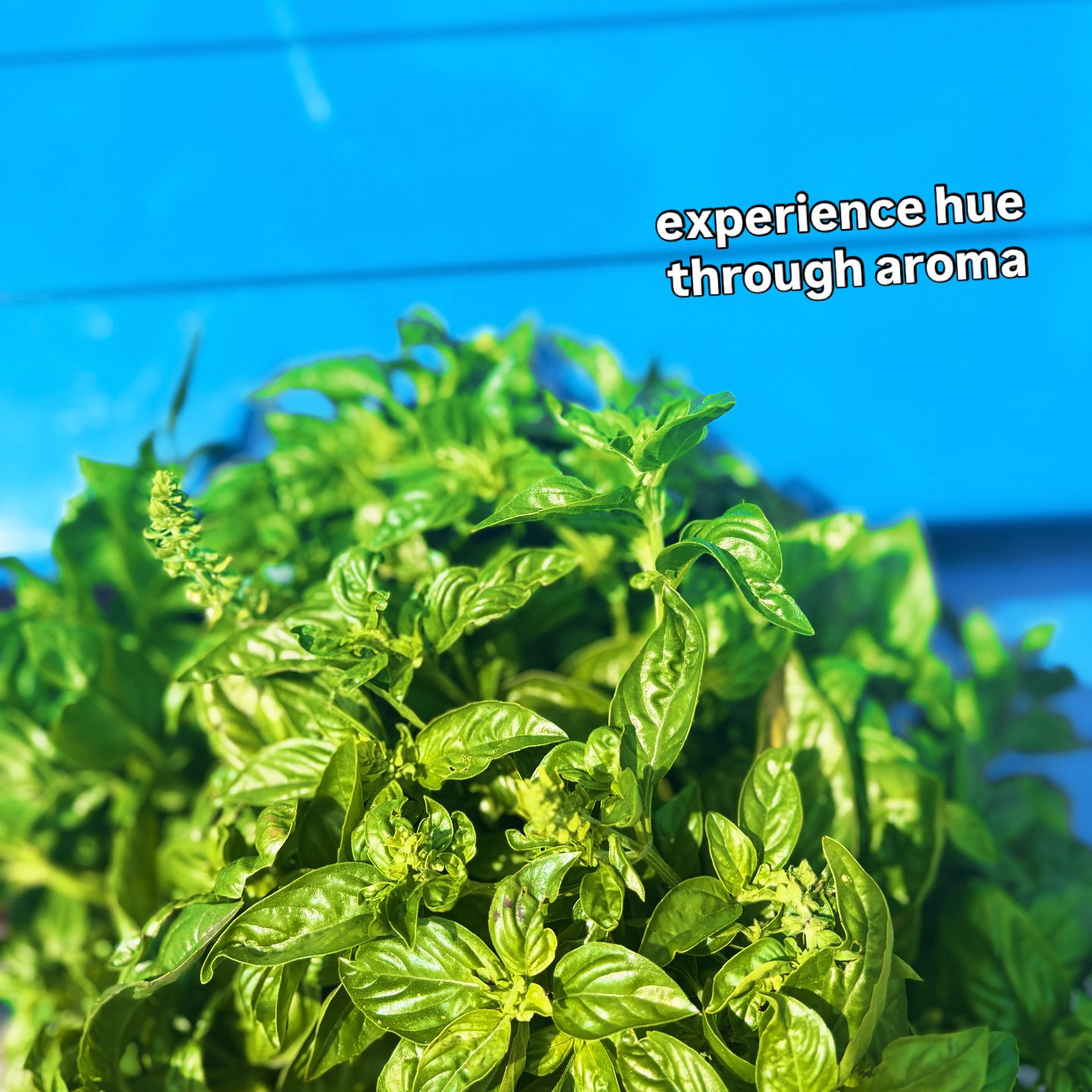 let the smell of summer linger as I taste the hues.