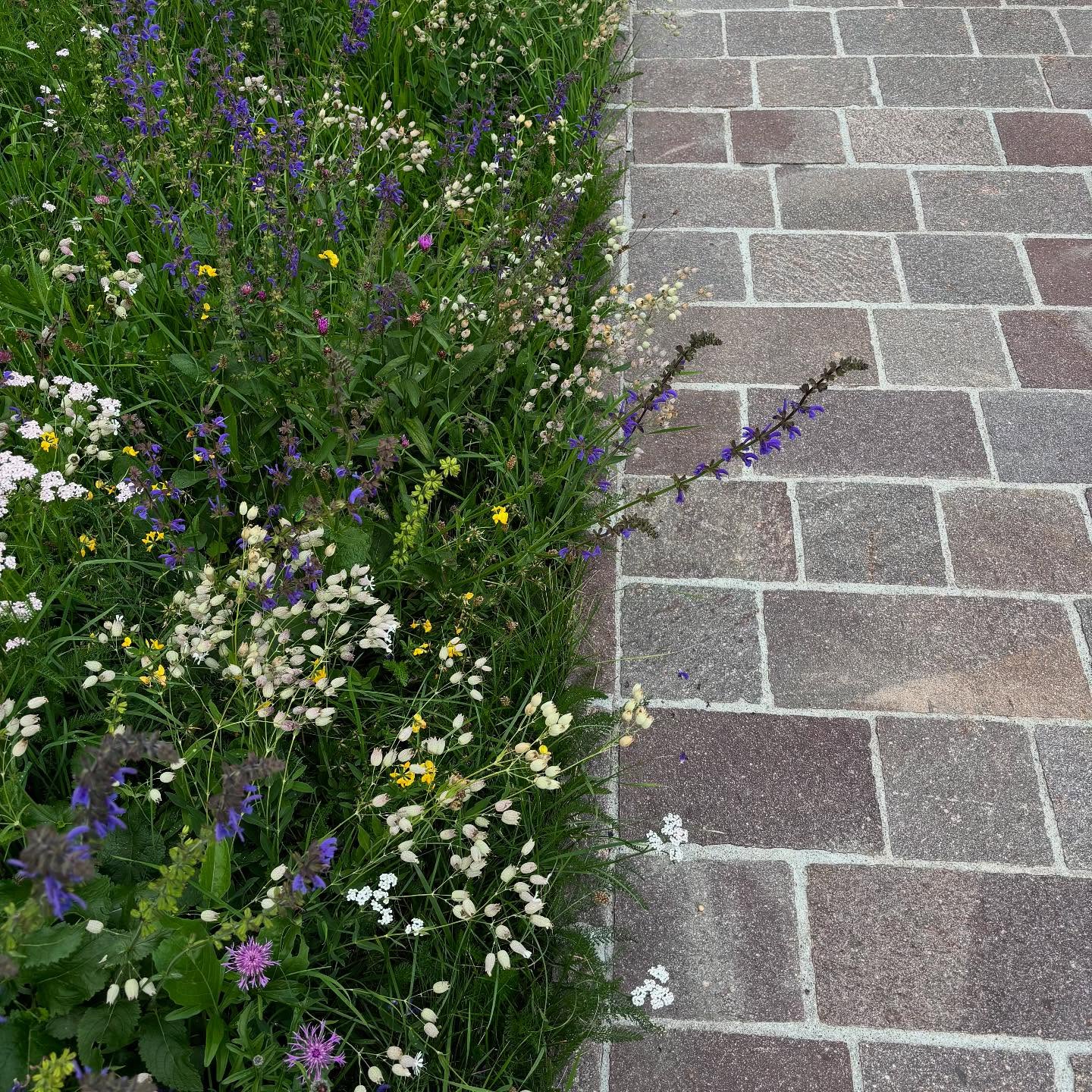 🌿 Wild trifft Stein
⠀
Wenn sich die lebendige Vielfalt einer Blumenwiese an die ruhige Struktur von Naturstein schmiegt, entsteht ein besonderer Moment.
⠀
Die lockere Pflanzung bringt Bewegung und Leben – der Belag aus Naturstein gibt Struktur und Ruhe. Zwei Gegensätze, die sich nicht ausschließen, sondern ergänzen.
⠀
Ein Übergang, der funktioniert – für Insekten, fürs Auge, fürs Gefühl.
⠀
#tollegärten #naturgarten #staudenpflanzung #naturstein #gartenwege #biodiversität #pflasterfläche #garteninspiration #wildwuchsundstruktur #gartenplanung