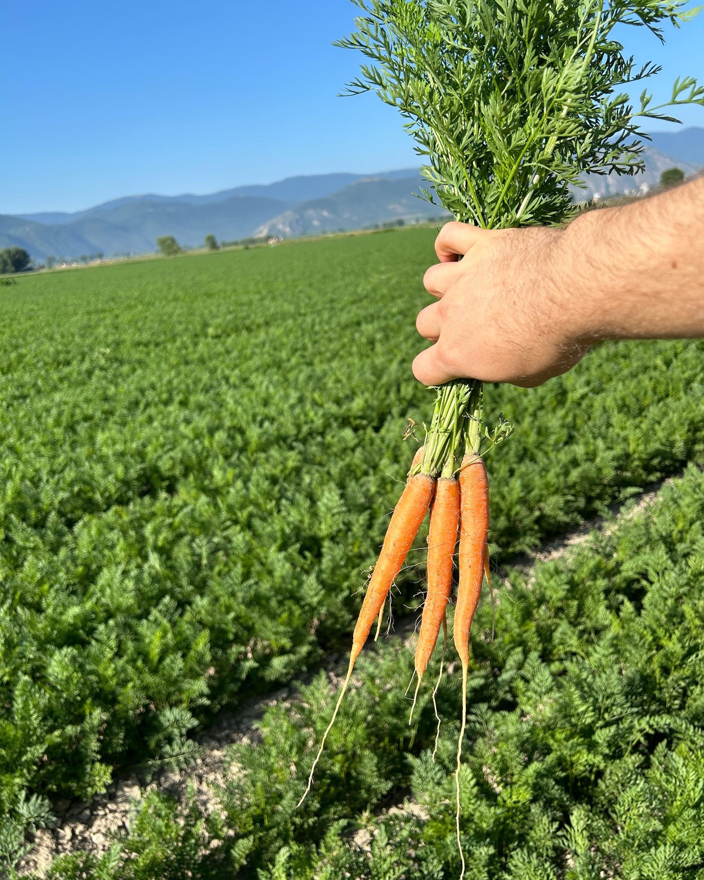 La salute delle piante parte dal terreno e cresce attraverso un apparato radicale ben sviluppato!
I #nematodi possono compromettere la salute delle colture - la nostra risposta? Phylo. Phylo offre una soluzione efficace, migliorando la formazione delle radici favorendo la produzione di sostanze di difesa senza compromettere la biodiversità e gli insetti terricoli utili 🌿.
intact - experience the difference for a new agriculture 🧡
#intactsolutions #growingsolutions #agricolutura