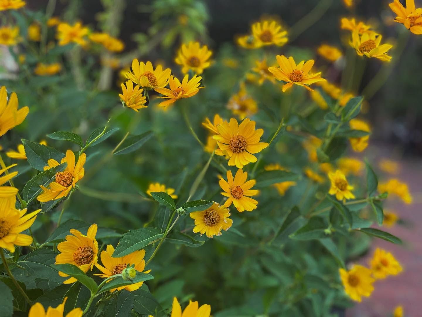 A pocket full of sunshine