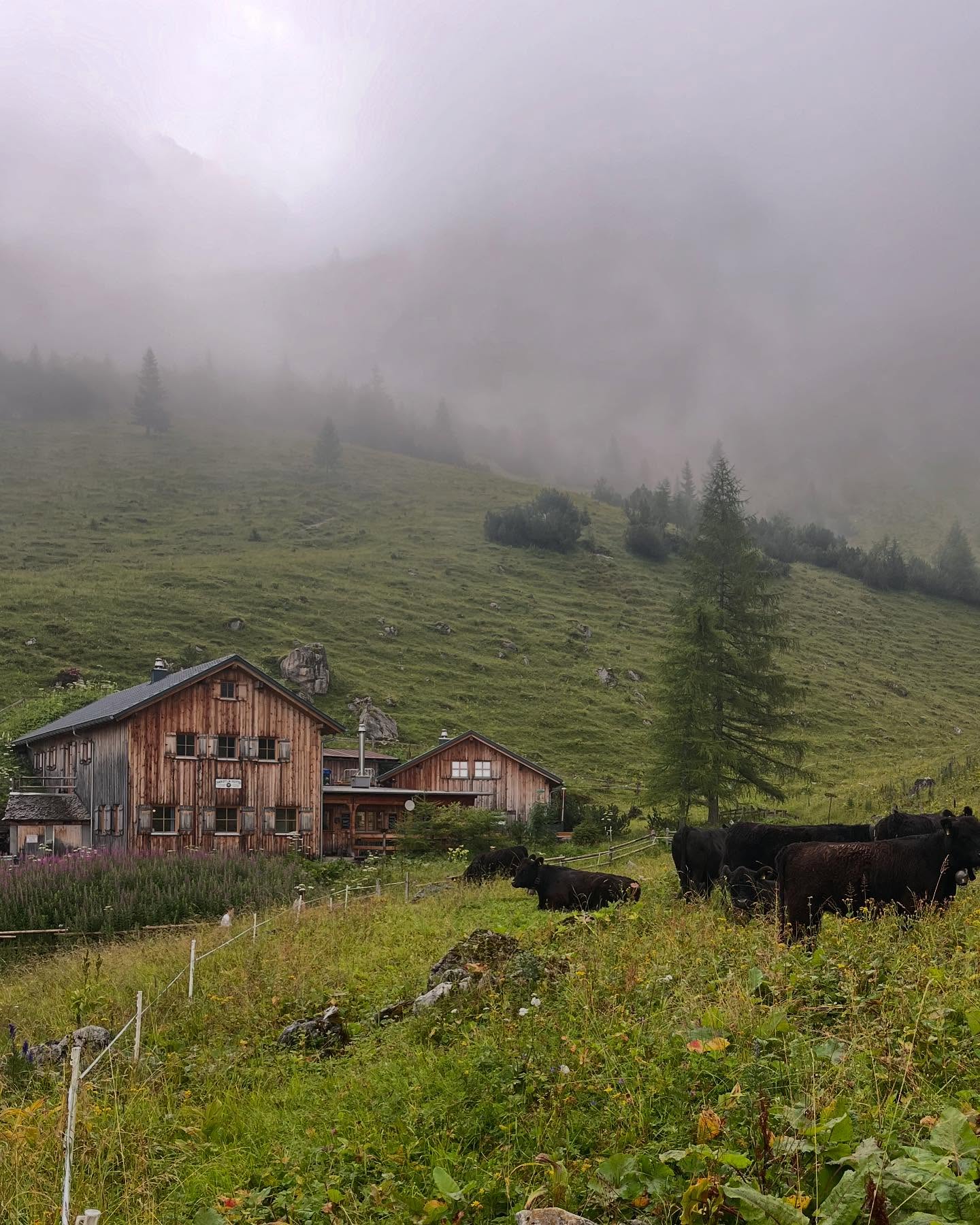 Zurück auf der Alm – die Mädels sind im Höhenrausch!
Endlich wieder grüne Wiesen, frische Bergluft und der perfekte Ausblick fürs tägliche Wiederkäuen. Unsere Kuh-Ladies sind offiziell gelandet
💬 „Kein WLAN, aber 100% gute Laune.“
💬 „Besser Gras fressen als Stress haben.“
#Almauftrieb #KuhContent #HappyCows #BackToTheBerg #Almliebe #MuuuuhmentDesTages #BergluftStattBüro #LandlebenLiebe #CowgirlsOnTour #Kuhfluencer