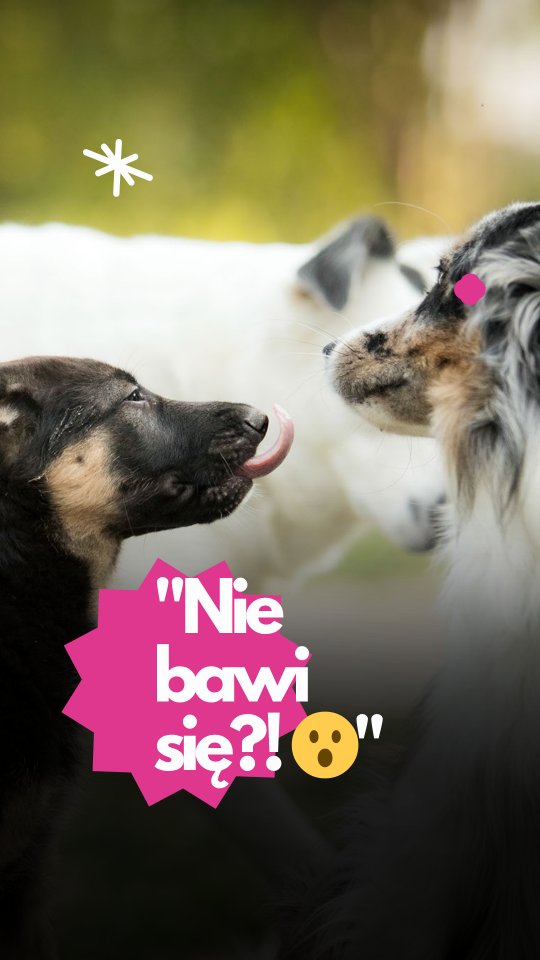 W relacjach między dorosłymi psami bardzo często ludzie oczekują… zbyt wiele. Zwłaszcza jeśli chodzi o zabawę. Tymczasem w psim etogramie zabawa nie jest głównym ani koniecznym sposobem na utrzymywanie relacji – szczególnie u dorosłych osobników.
Dorosłe psy mogą spędzać czas razem w spokoju, bez interakcji. Mogą po prostu leżeć obok siebie, iść razem na spacer, eksplorować teren, wąchać te same miejsca. Taki „wspólny czas” też jest wartościowy – to forma spokojnego współistnienia, która często bardziej odpowiada dorosłym, dojrzałym psom niż gonitwy i zapasy.
Co więcej, część psów wcale nie chce się bawić z innymi. Odmowa zabawy nie musi oznaczać problemu z socjalizacją czy „złym doświadczeniem” – często to po prostu kwestia temperamentu, wieku, energii lub stanu zdrowia.
W Merdu-Merdu codziennie widzimy, jak psy uczą się być razem na swoich zasadach. Jedne wspólnie eksplorują, inne pobawią się. Każdy pies ma prawo do takiej formy kontaktu jaka mu pasuje.
👉 Jeśli szukasz miejsca, w którym psy są dobrze rozumiane – zapraszamy do Merdu-Merdu.
#merdumerdu #psihotel #opiekanadpem #pieswhotelu #socjalizacjapsów #dorosłepsy #psiakomfort #hoteldlapsa #warszawazpsem #nowydwórmazowiecki #psiazabawa