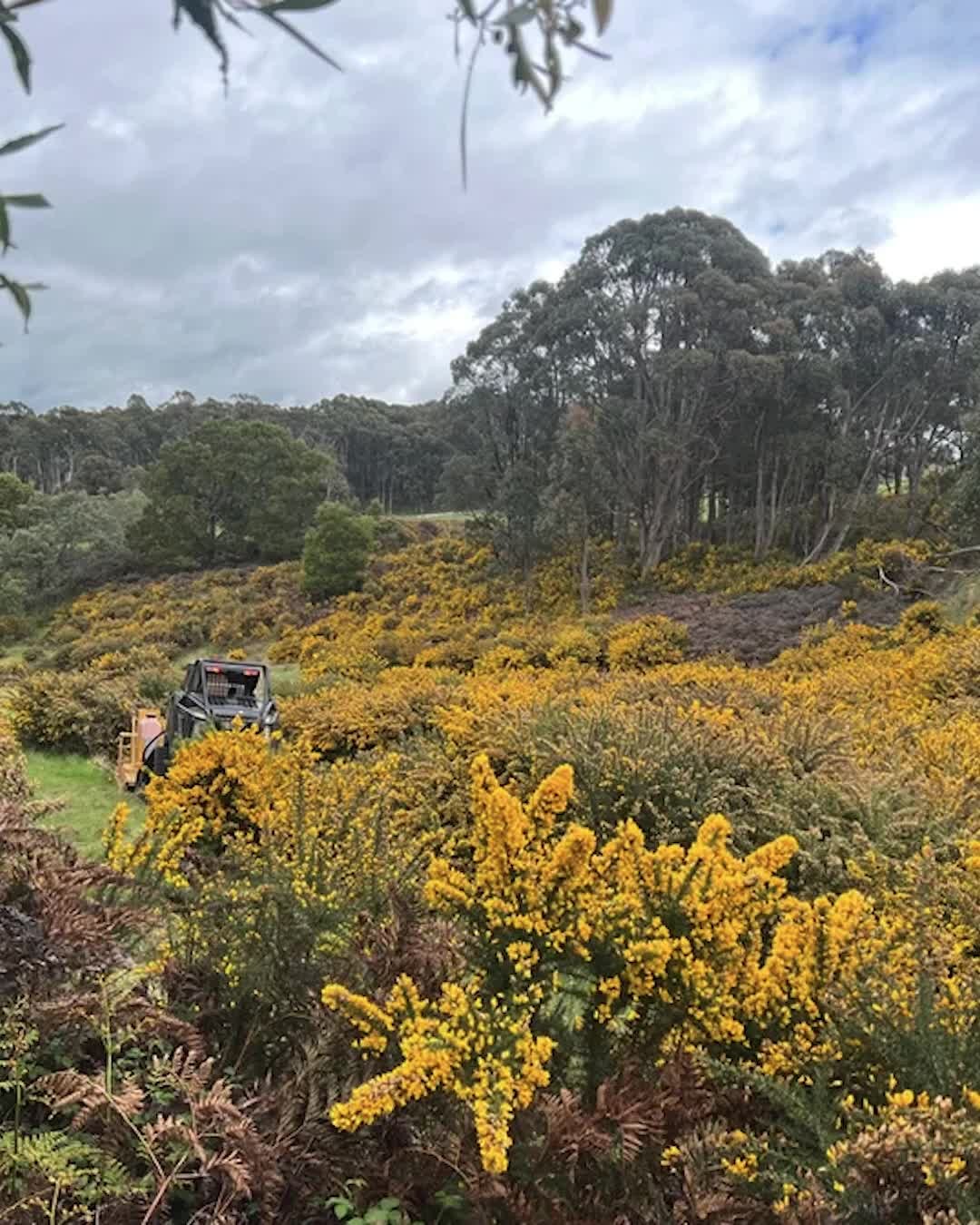 Before: After - The Eco Blade offers a unique solution to Central Victoria landowners seeking effective and eco-friendly weed control. Its low chemical use makes it the go-to choice to combat perennial weeds like gorse, ensuring a flourishing and fire-safe property year-round.
Servicing Central VIC - Contact Paul for a free quote | ph: 0418 105 658 | e: info@mvcontracting.com.au | w: http://mvcontracting.com.au
.
.
.
.
#mountainviewcontracting #mvcontracting #gorse #gorseremoval #blackberry #blackberryremoval #earthworks #ecoblade #gisborne #macedonranges #ballarat #mitchellshire #creswick #daylesford #trentham #glenlyon #ashbourne #tylden #lyonville #hepburnshire #mtalexandershire #harcourt #castlemaine #maldon