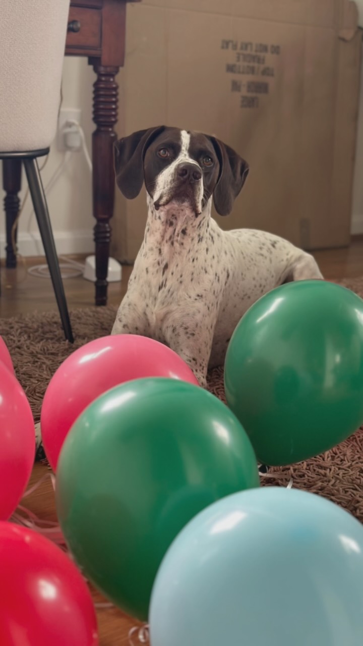 Happy 5th to the best pawtner in crime Mobi. I wanted a dog that could keep up with my active lifestyle…I am still training to keep up with his. I wanted a dog that wouldn’t feel like a burden and could enjoy life’s adventures with me or just “boring” Costco runs. He is happy to do both. He has far exceeded my expectations of the dog I wanted. Help me wishing my handsome boy a happy birthday…sushi is on the menu today! #MansBestFriend