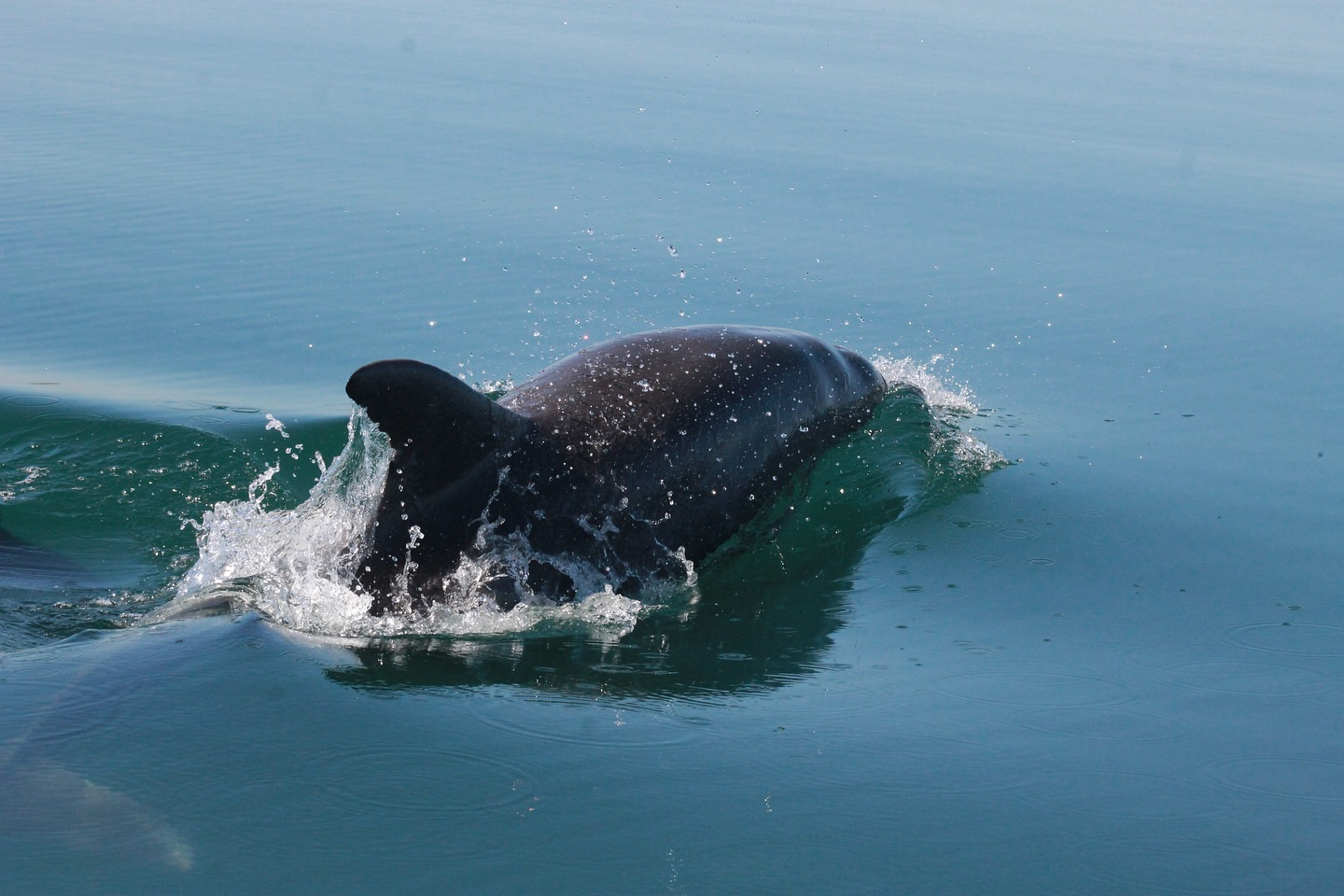 🌞 Verano salvaje en Bahía Magdalena 🐬🦭🦅🦊🏝️
En esta isla no solo hay playas bonitas…
💥Hay delfines, lobos marinos, coyotes y aves volando sobre manglares y dunas doradas que parecen sacadas de otro planeta. 🌾🏜️.
Todo esto mientras tú disfrutas el paseo en lancha, el cevichito y la brisa del mar. 💙🌊
📸 Ven a vivirlo en persona este verano.
Salidas todos los días desde Puerto San Carlos.
✨ Tour familiar, seguro, divertido y lleno de naturaleza.
¿Listo pa’ lanzarte a la isla?
📲 Mándanos DM o reserva por WhatsApp
#VeranoEnBahíaMagdalena #Delfines #LobosMarinos #IslaSalvaje #PaseoEnLancha #AventuraNatural #MurillosBrosAdventours #PuertoSanCarlos #EscápateAlMar #VíveloConNosotros