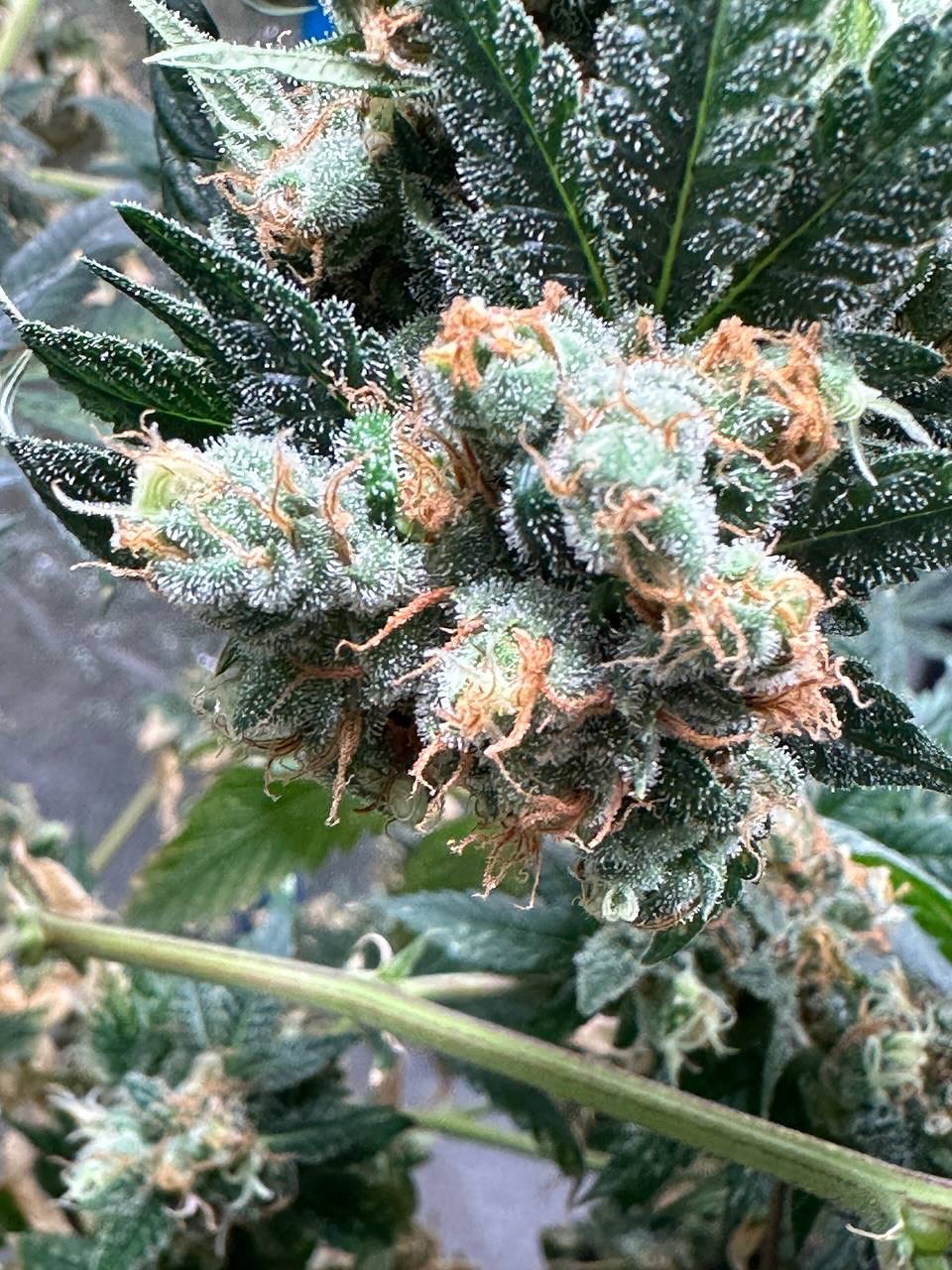 FULL POWER!!!
This is Morning Mist
The pictures were taken at day 77 right before chop.
I took Early Pearl and crossed it to my Stinky Pinky, the result was a much denser modern bud structured plant with all the oldschool terps that came with the mother.
Citrus, acrid skunk, with some pissy notes that hit you in the back of the throat when you smell it.
These meds will be like a cup of coffee. ELECTRIC ⚡️!
Perfect for right in the morning but NOT for the beginner smoker. This medicine offers an array of psychedelic effects that have been known to bring on anxiety for new users.
Flowering times will be all over in these seeds. 9-12 weeks.
Buds will need to be held up by stakes or a trellis as the nuggets are so dense they flop right over.
Morning mist has very heavy side branching and is very leggy.
Super big Thanks to @swamiseed.backup swami organic seeds for the Early Pearl cut. I’ve never experienced such an energetic sativa that finished so quickly!
This was the indoor report. Outdoor report coming to you in November!
Hope everyone’s summer has been nothing short of FANTASTIC! I know mine sure has!
Until next time!
Much love growmies!