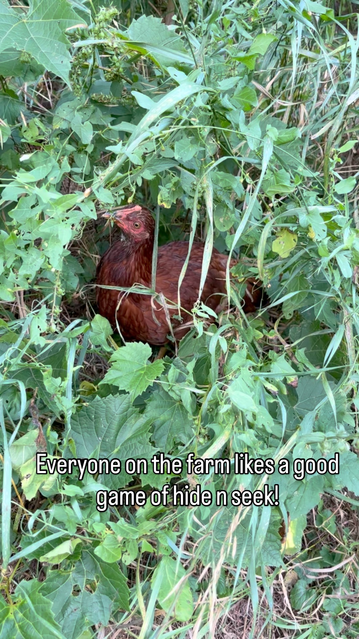 Hide n seek anyone? #thistlehousefarm #carefarm #chickens #gardens #farmlife
