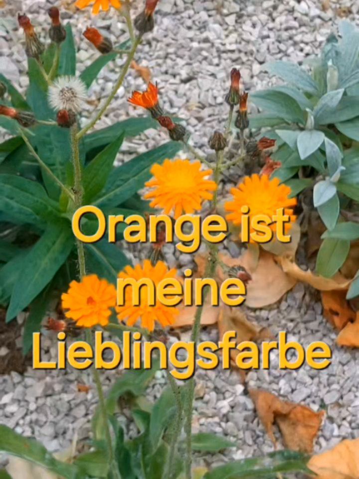 Orange ist meine Lieblingsfarbe.
Und in Blumenbeeten sehr selten zu sehen!
Hieracium x rubrum, das Rote Habichtskraut hab ich in neuen Stadtbeeten in Wien entdeckt.
👉🏻 du hast orange Blütenpflanzen für mich? Dann schick sie mir... lassen wir das Orange mal ordentlich hochleben!
So mag es das Rote Habichtskraut:
#verenas_pflanzenstandorte
🌼 vollsonnig
🌼 frisch bis trocken
🌼 durchlässig
🌼 nährstoff- und kalkarm
St/FS/Fr/H1-2
Ein Hybrid aus West-Rumänien
Beide Elternteile breiten sich stark über Ausläufer aus.
Sein Vorteil im Garten: sie samt sich nicht aus. Und wird nicht zum "Unkraut".
🤔 In der Literatur wird aber nirgendwo erwähnt was mit der Ausbreitung über Wurzeln passiert ist.
Tja... auch das kommt vor!
😅 Ich hab das Rote Habichtskraut noch nie verwendet! Hab also leider keine eigene Erfahrungswerte damit.
🤌🏻 Allerdings:
Den einen Elternteil, Hieracium auranticum hab ich in einer Wiese kennengelernt.. dort hat aufgrund der Trockenheit das Gras versagt. Jetzt ist dort ein Teppich voller silbrig behaarter Blattrosetten... alles grün. Wozu "Unkraut" manchmal gut ist!
Also... schick mir deine orangen Blüten aus dem Garten.... lassen wir dir orangen Pflanzen auftanzen!
#orangeblüte
#verenas_pflanzentanz #pflanzentanzen #beetblumen #blumenbeet #blütenzauber #blütenstauden #blumengarten #garteninwien #garteninösterreich #wienergärten #wienergarten #balkongarten #gartrnblumen #farbeimgarten #buntergarten #staudenliebe #staudengarten #Stauden